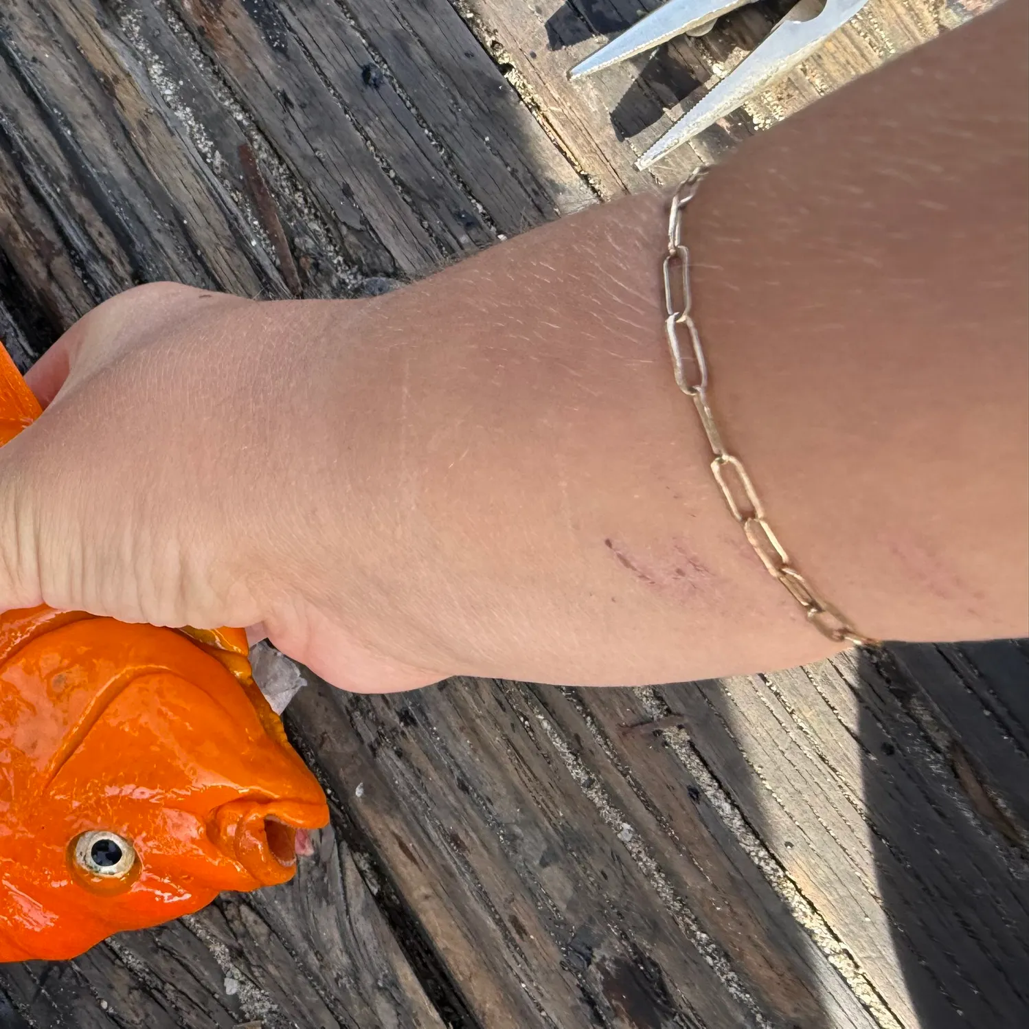 The most recent Garibaldi damselfish catches on Fishbrain