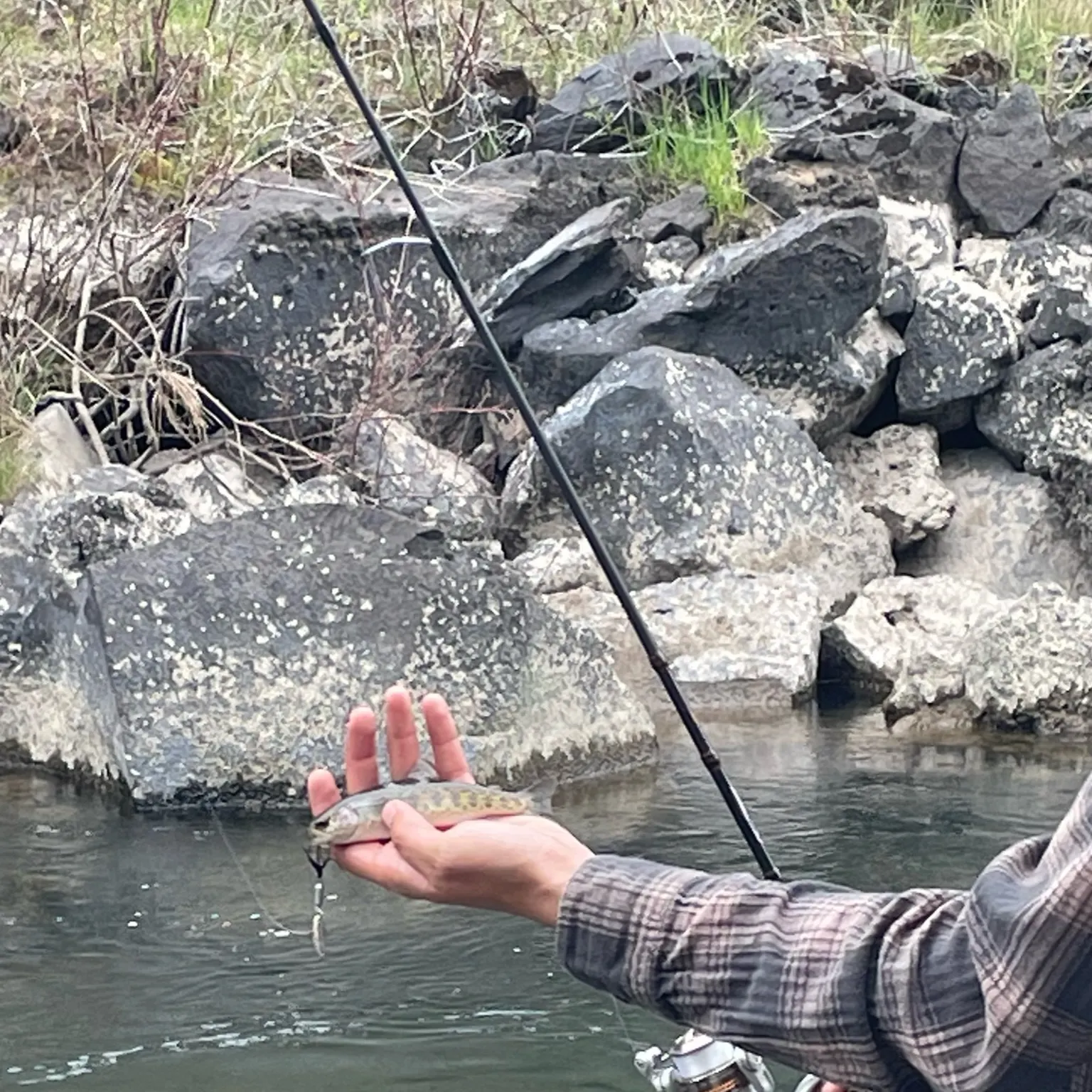 The most recent Great basin redband trout catches on Fishbrain