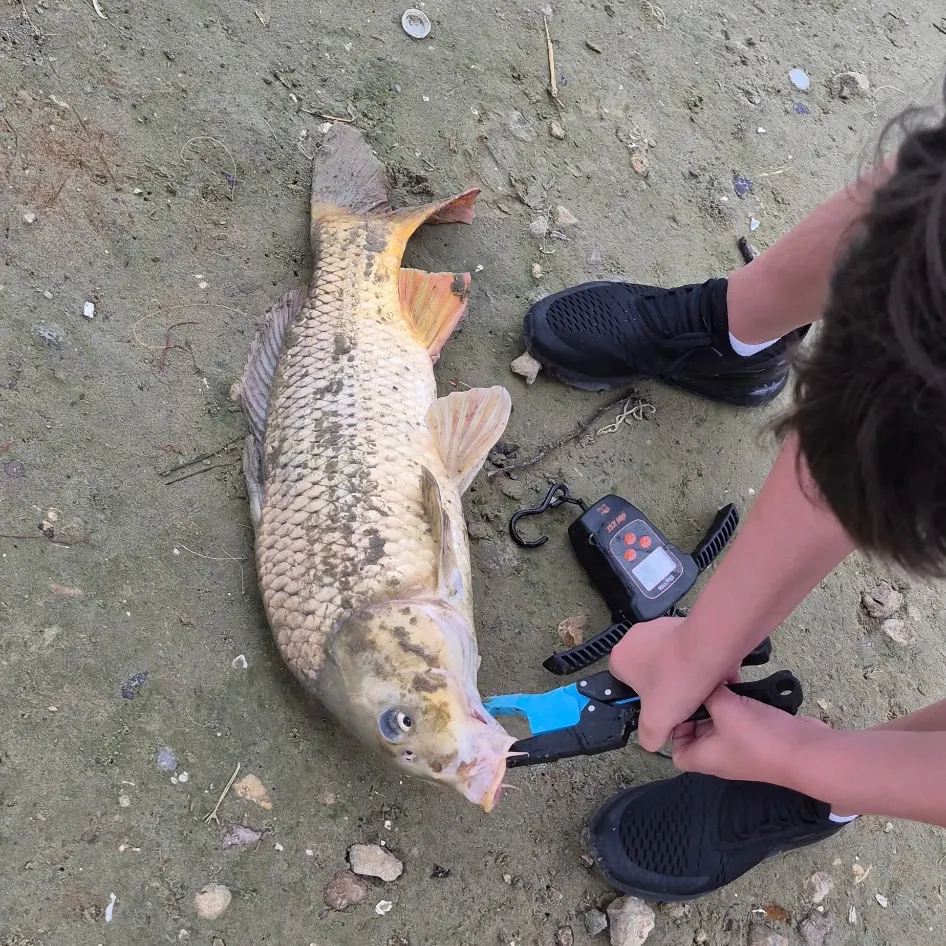 Common carp caught on Fishbrain