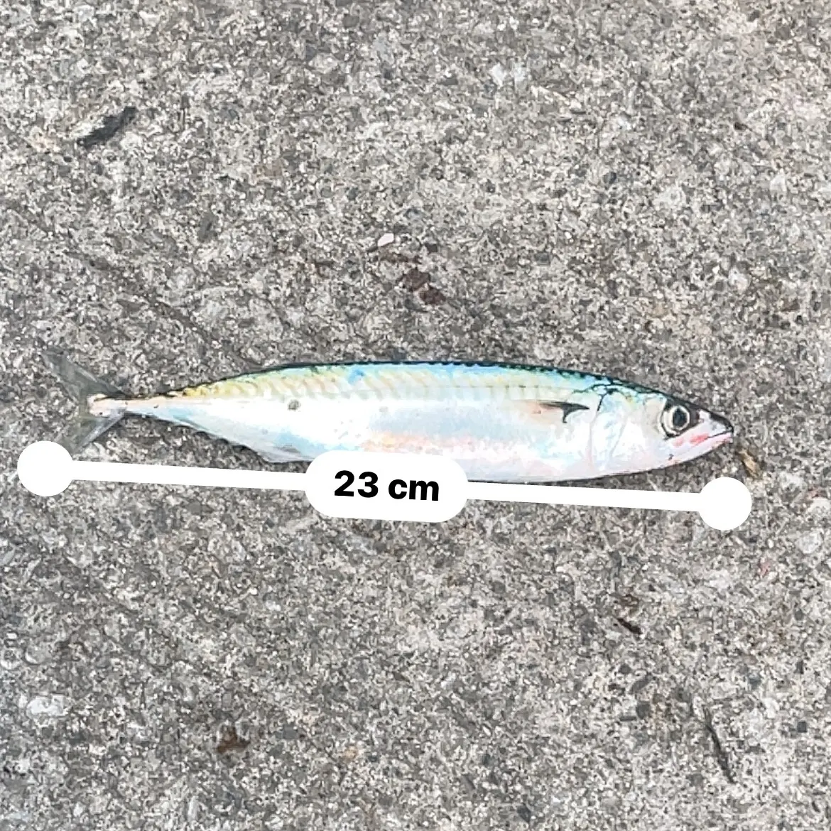 Atlantic mackerel caught on Fishbrain