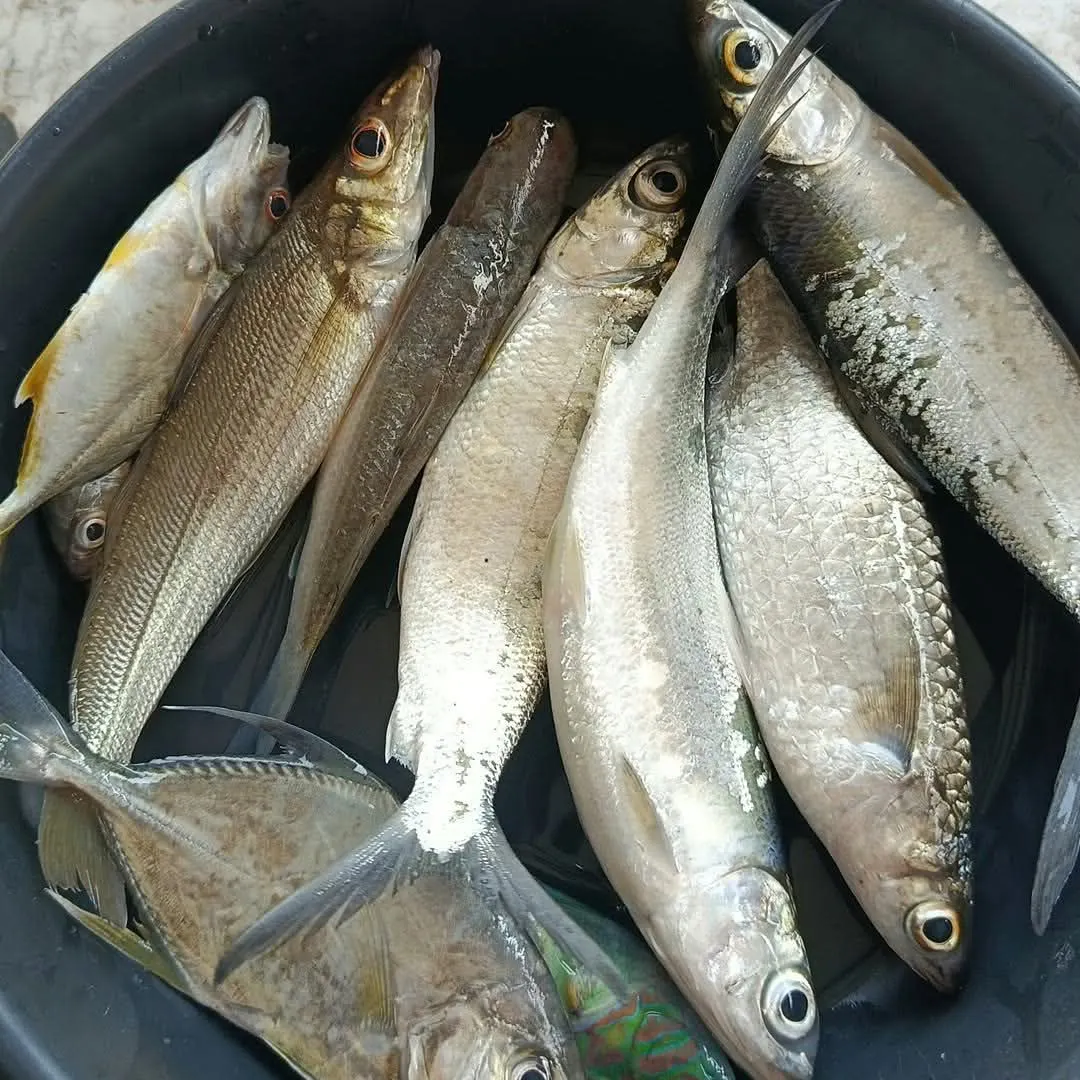 The most recent Coastal trevally catches on Fishbrain