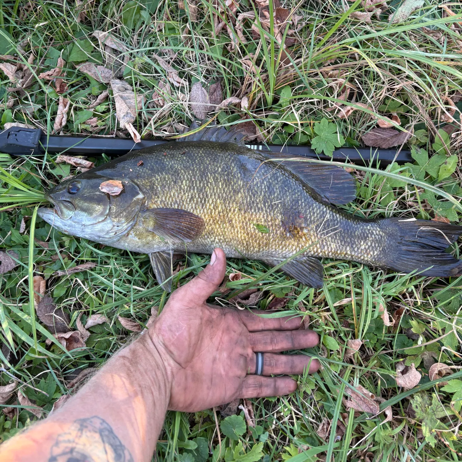Smallmouth bass caught on Fishbrain