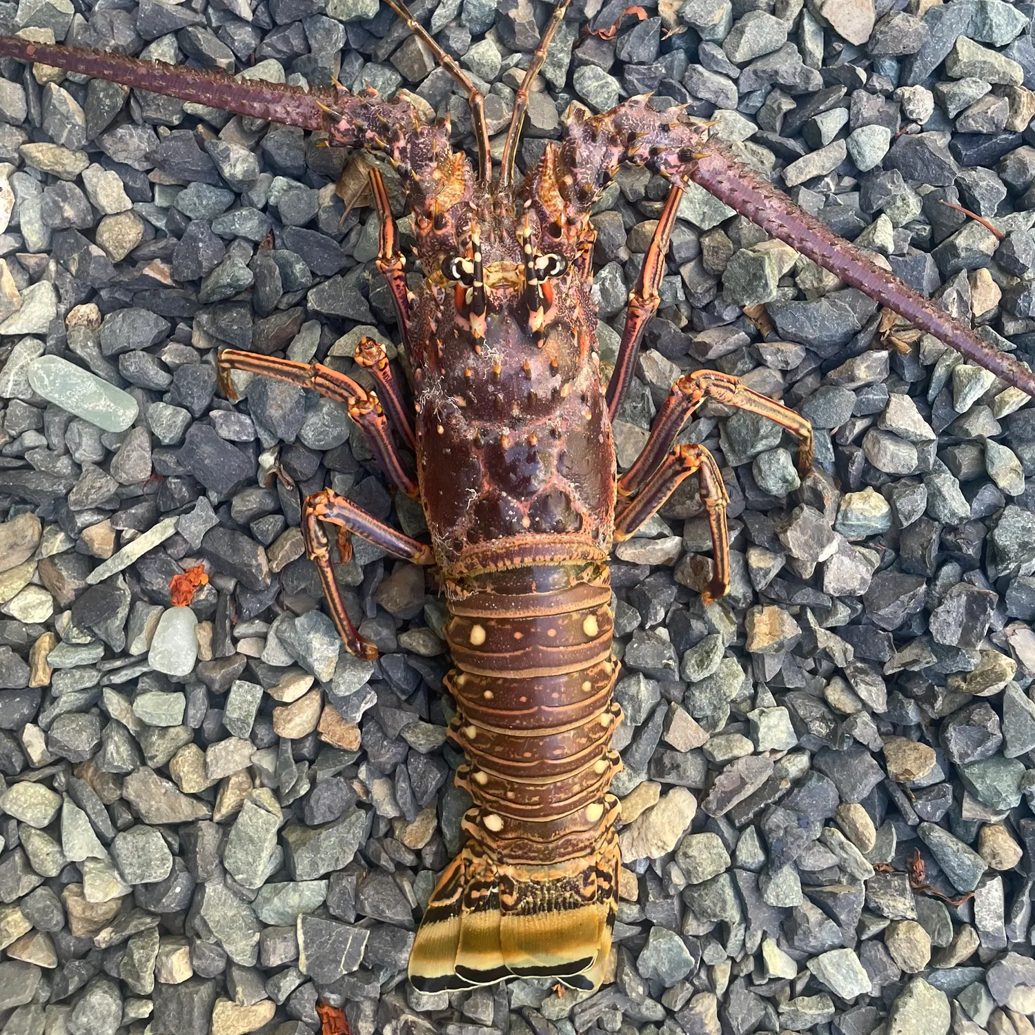 The most recent Caribbean spiny lobster catches on Fishbrain