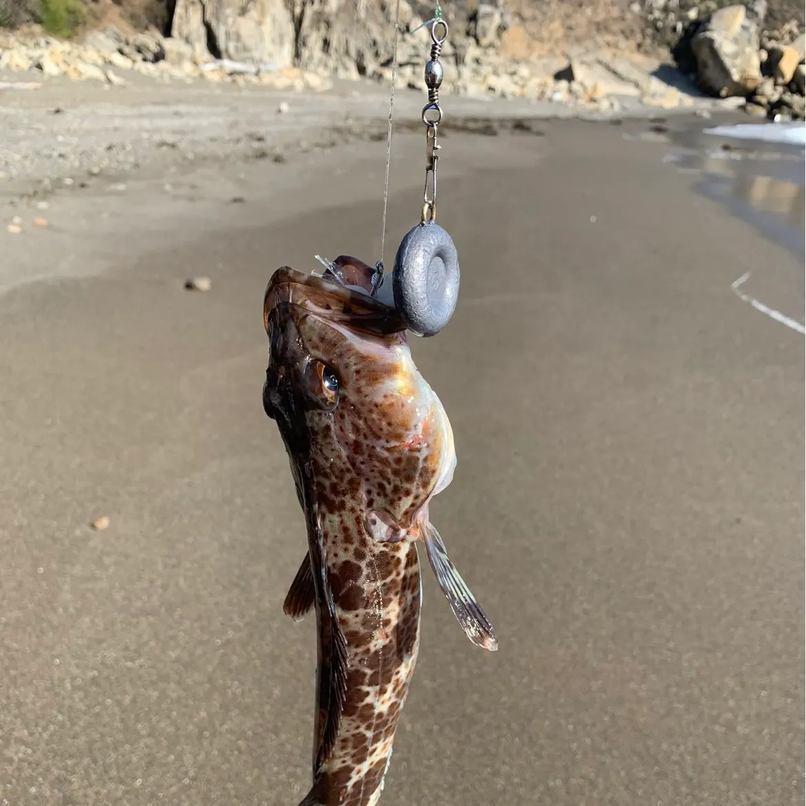 The most recent Lingcod catches on Fishbrain