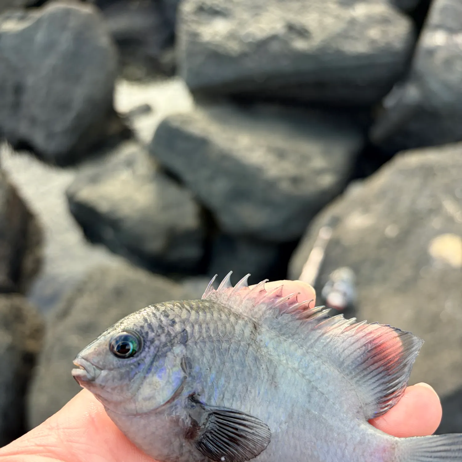 The most recent Threespot damselfish catches on Fishbrain