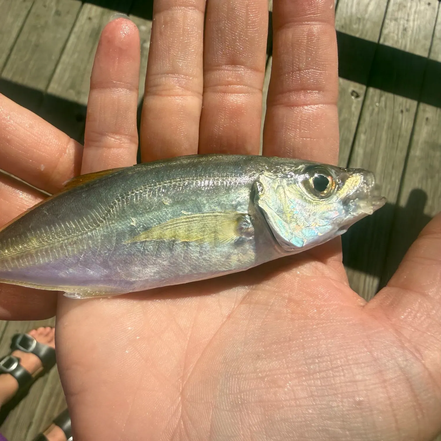 The most recent Rough scad catches on Fishbrain