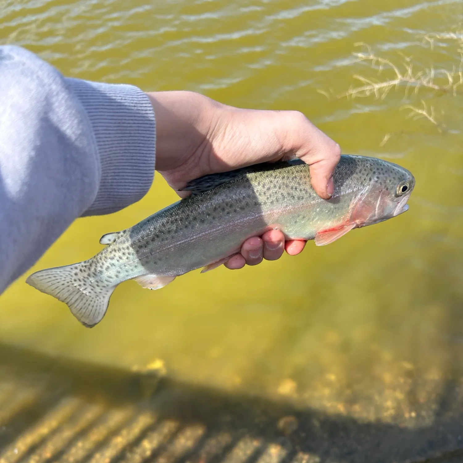 Fish caught on Fishbrain