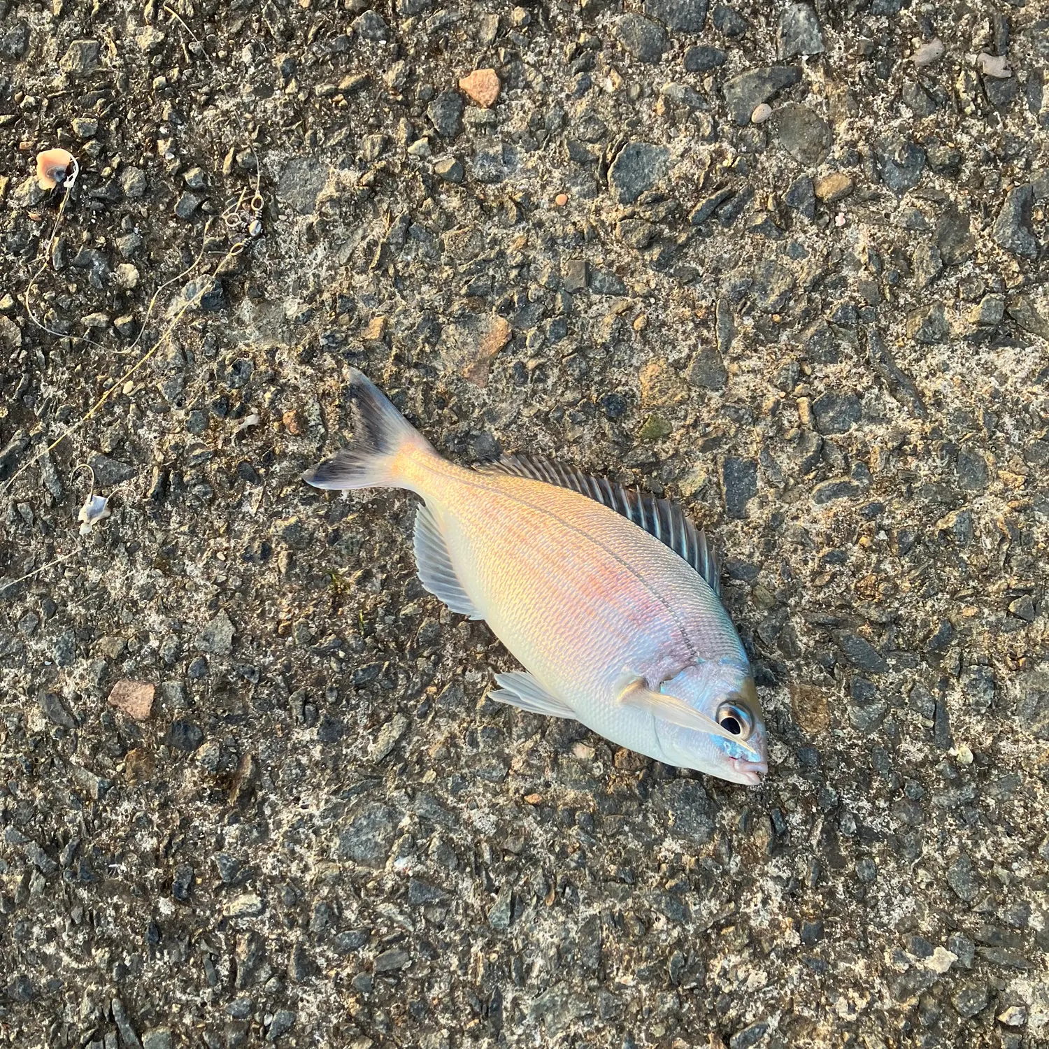 The most recent Black seabream catches on Fishbrain