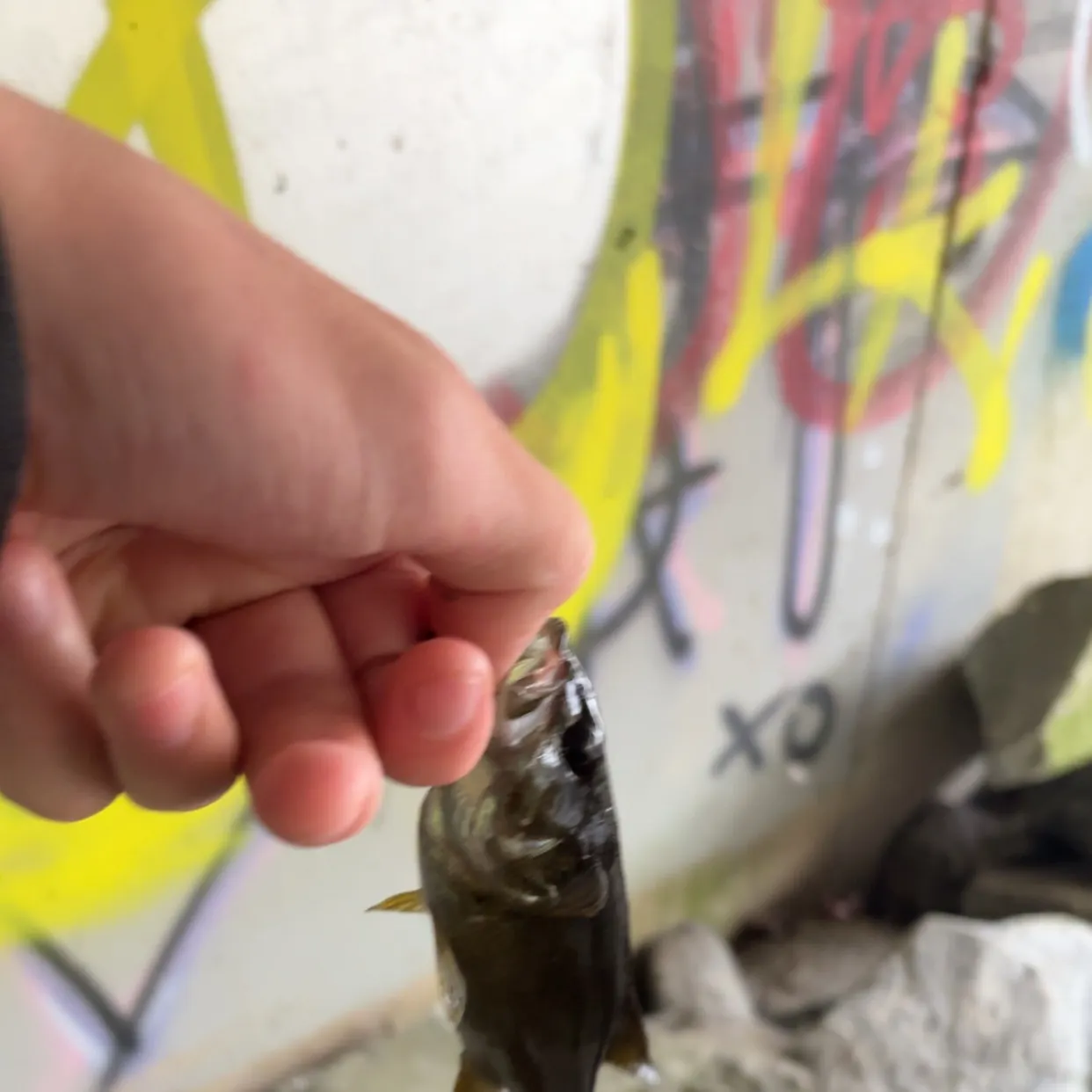 Smallmouth bass caught on Fishbrain