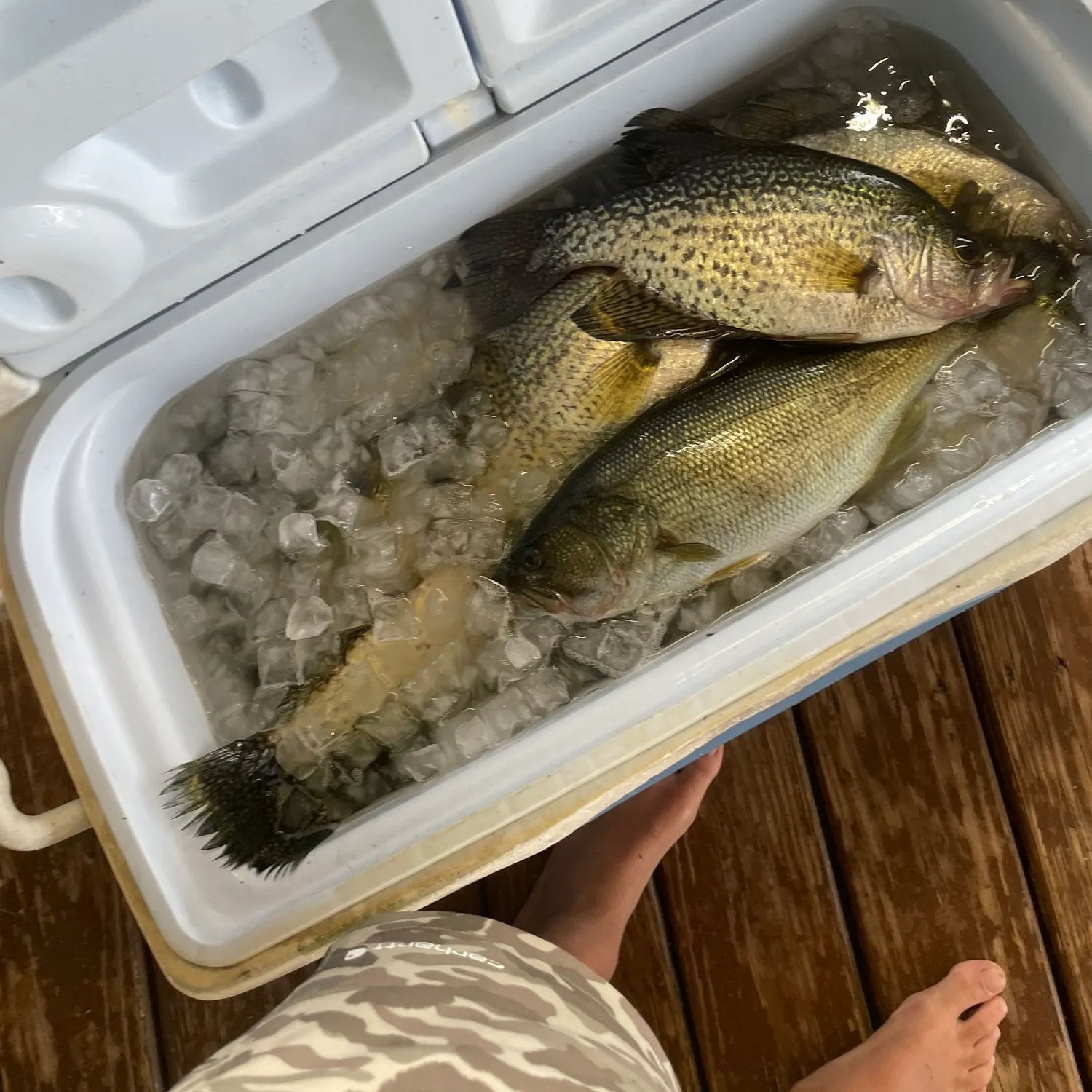 recently logged catches