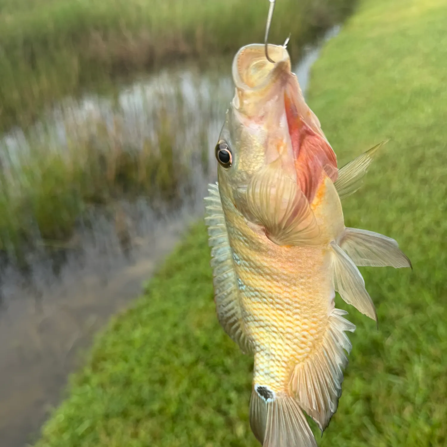 Mayan cichlid caught on Fishbrain
