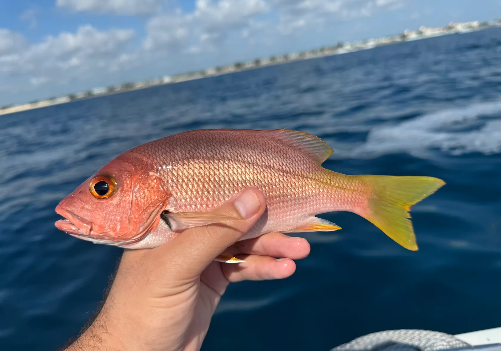 Blackfin snapper