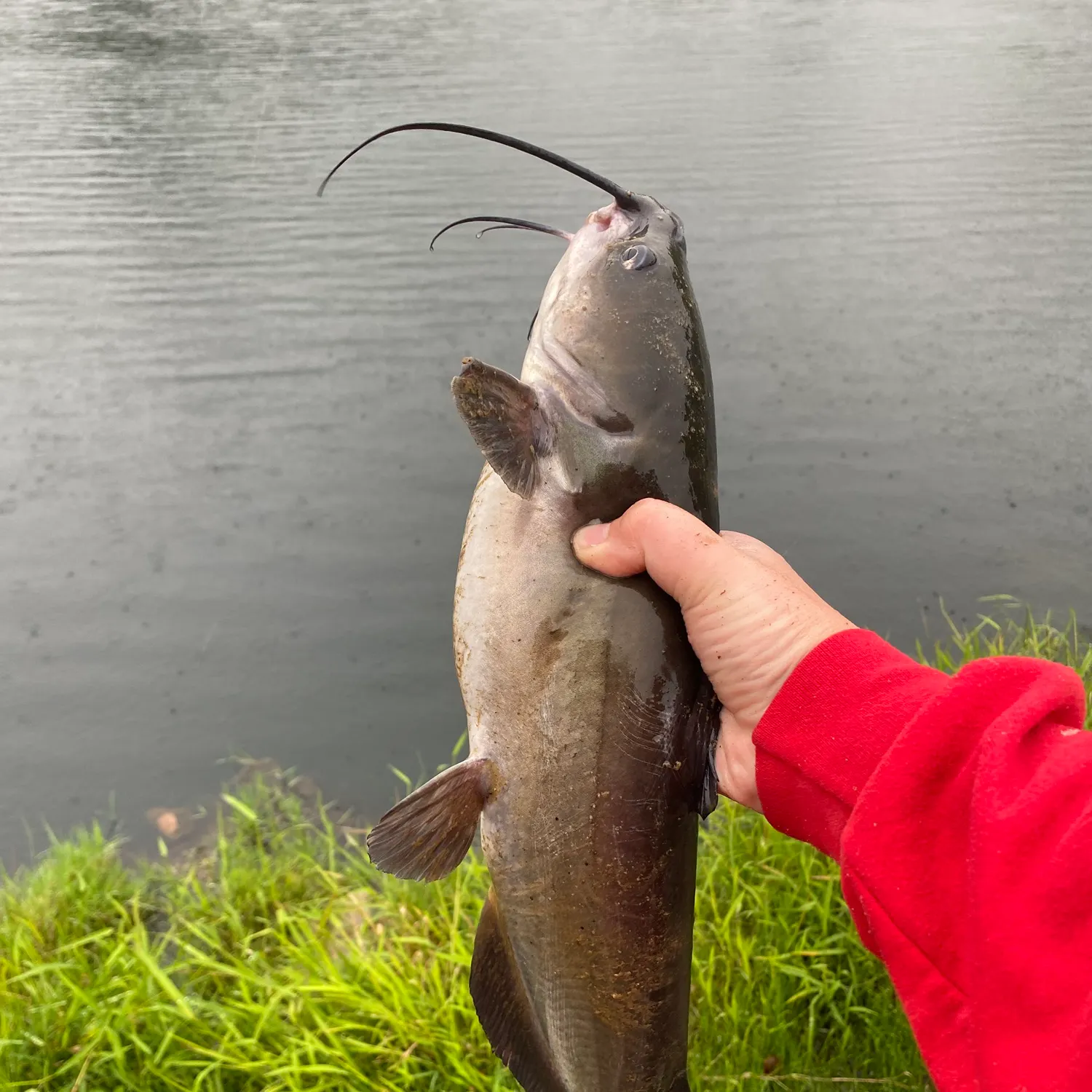 Channel catfish caught on Fishbrain
