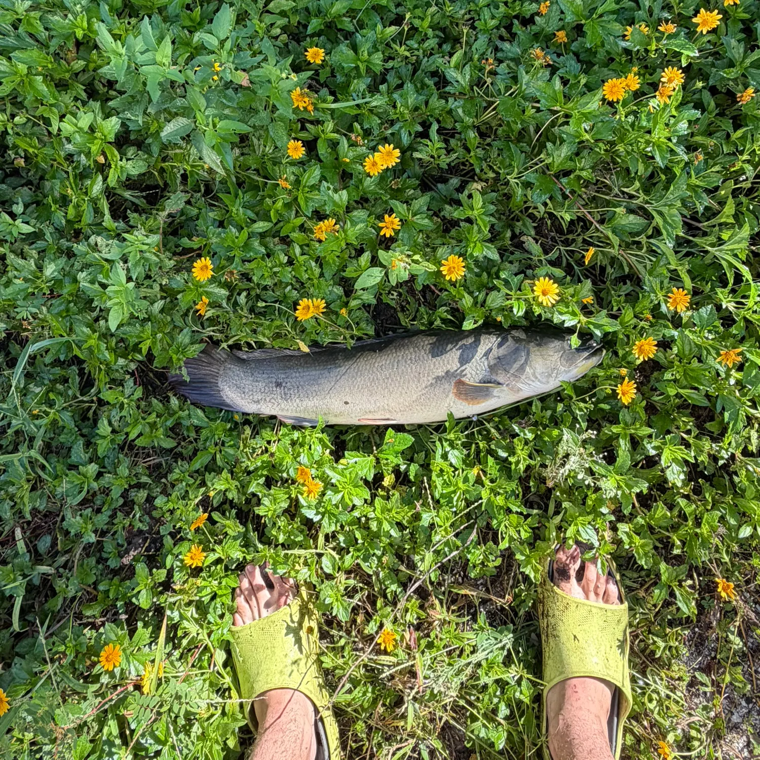 Ruddy bowfin caught on Fishbrain