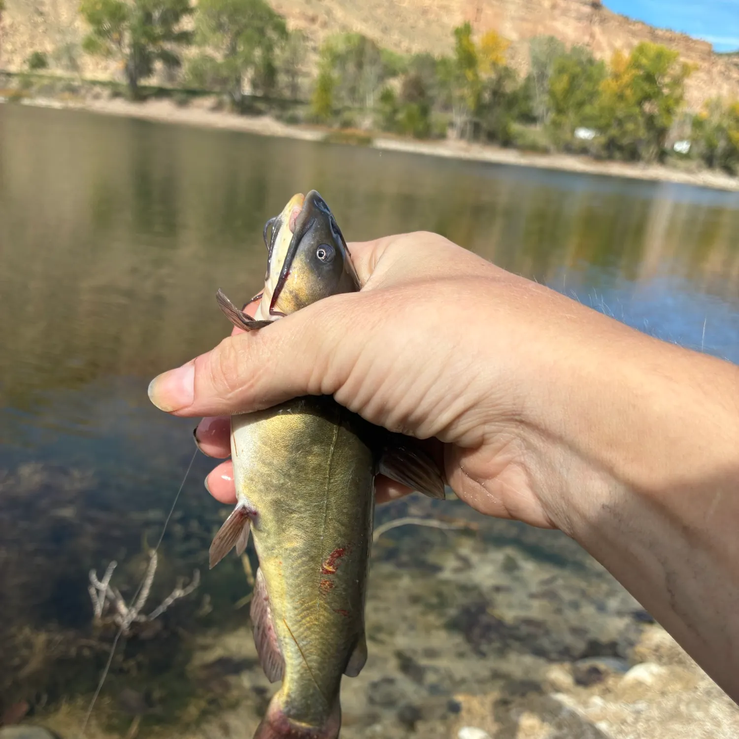 Black bullhead caught on Fishbrain