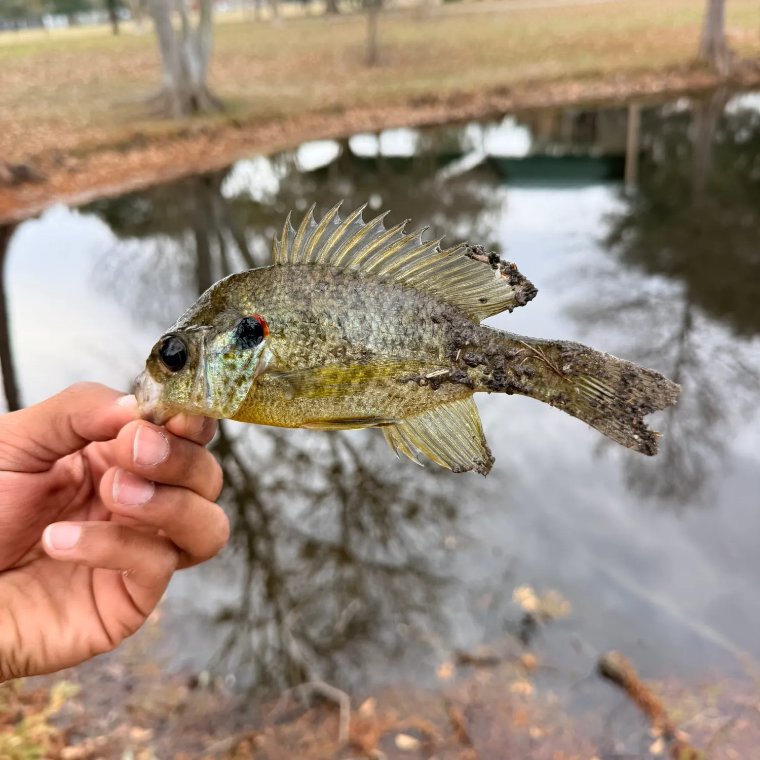 The most recent Redear sunfish catches on Fishbrain