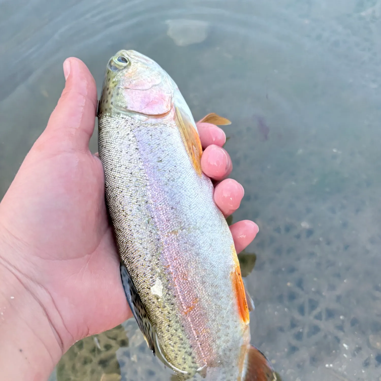 Rainbow trout caught on Fishbrain