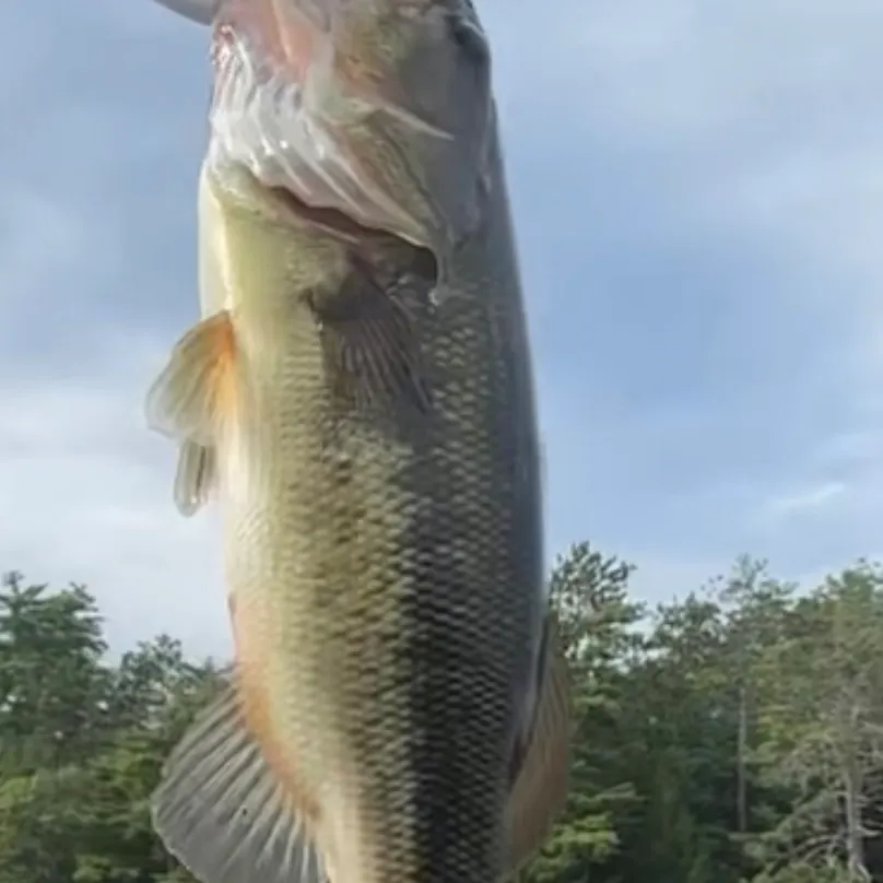 Smallmouth bass caught on Fishbrain