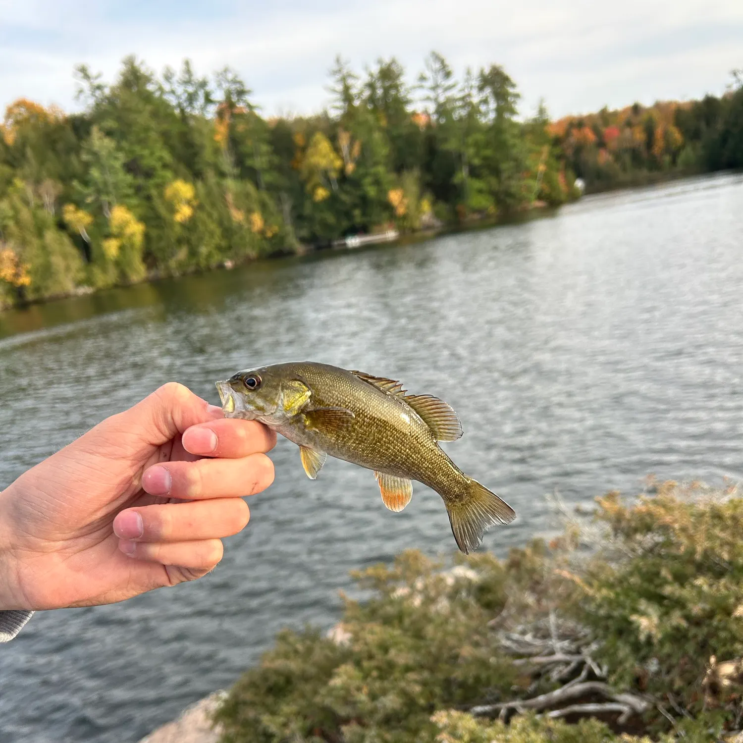 Smallmouth bass caught on Fishbrain