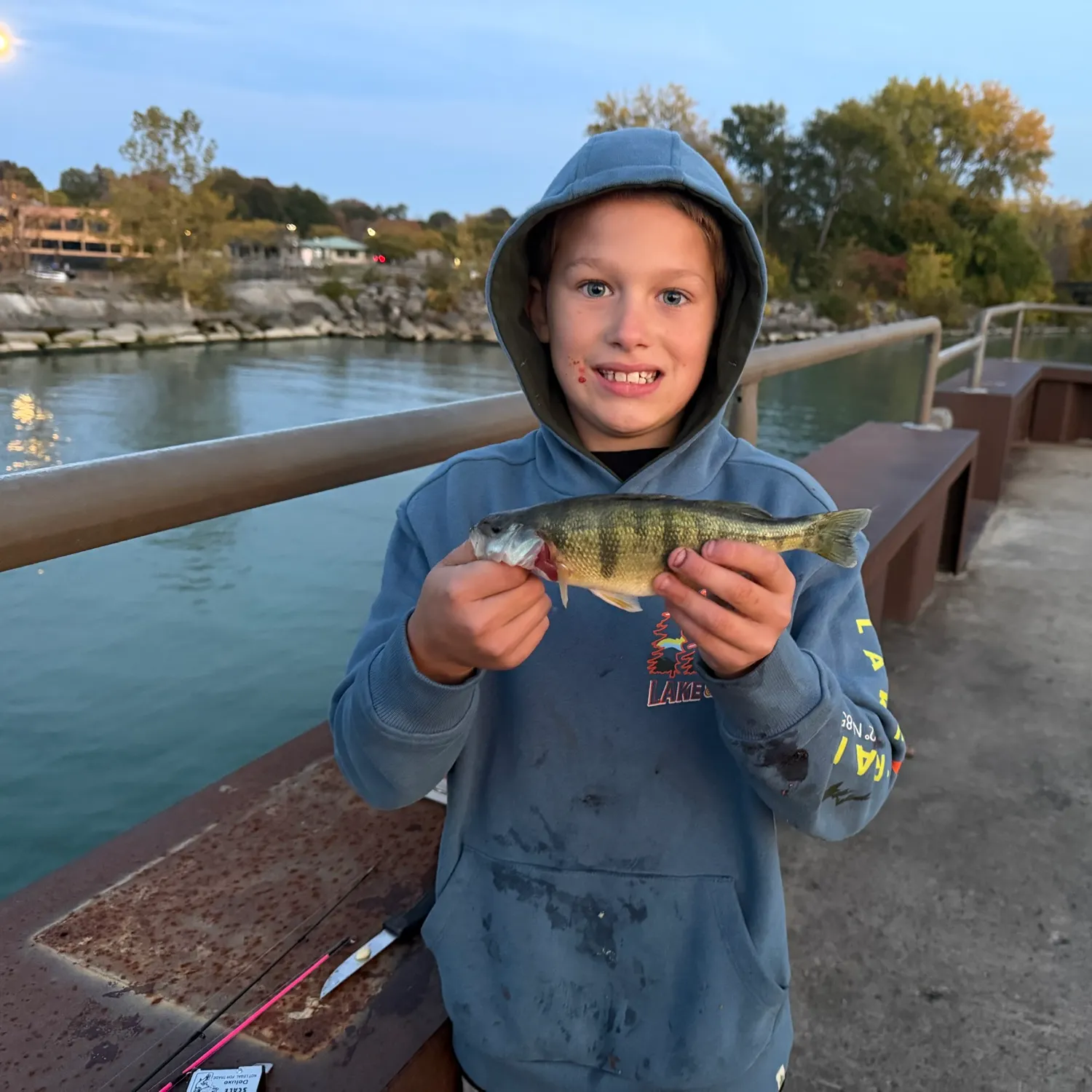 Yellow perch caught on Fishbrain