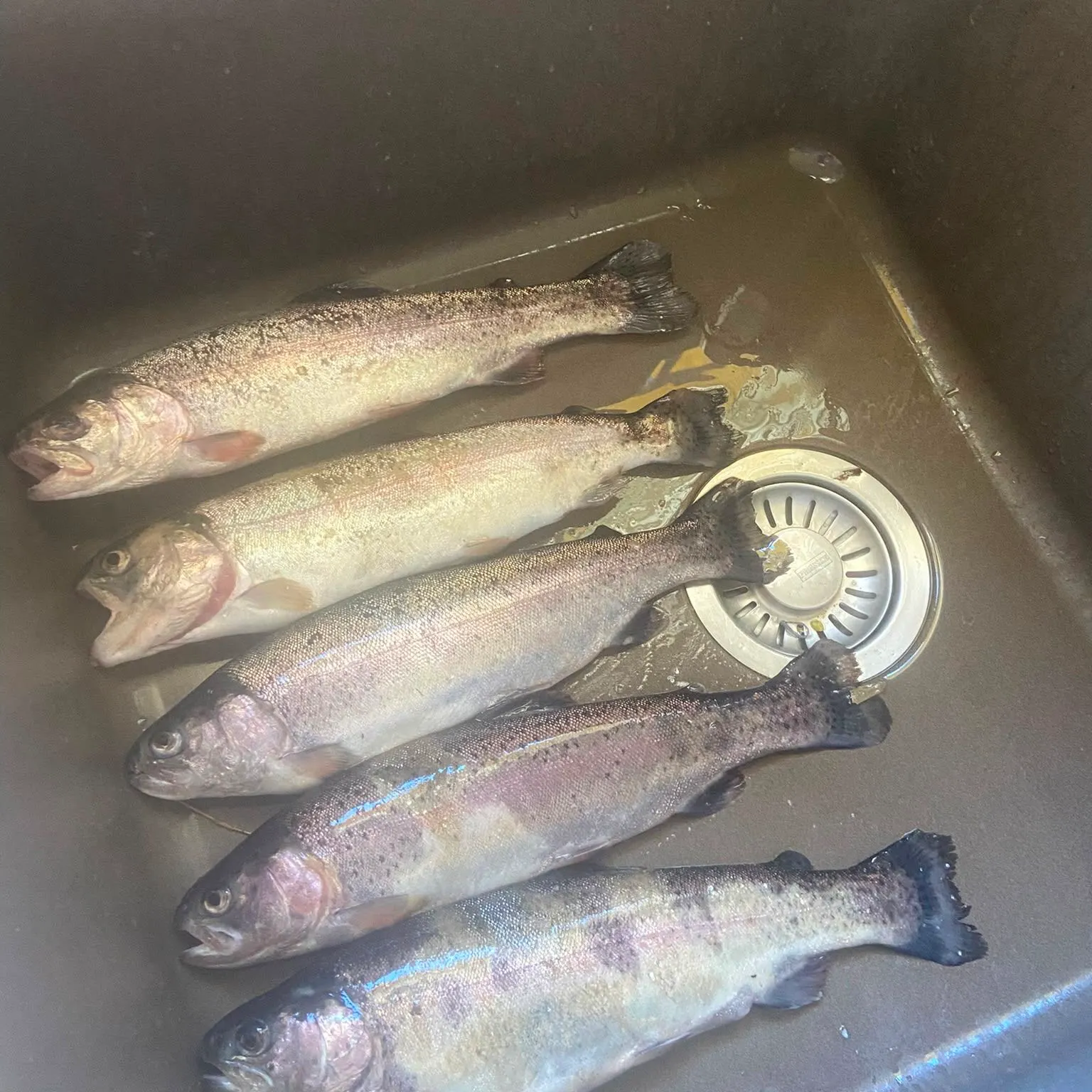 Rainbow trout caught on Fishbrain