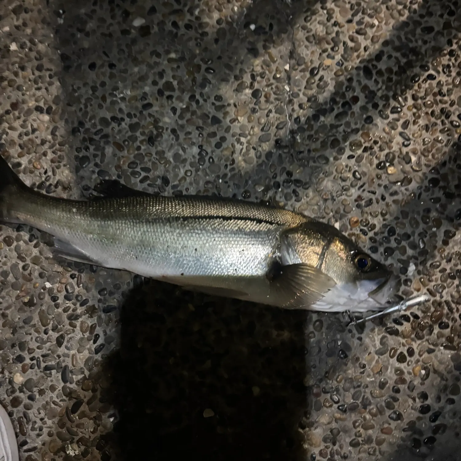 The most recent Japanese seabass catches on Fishbrain