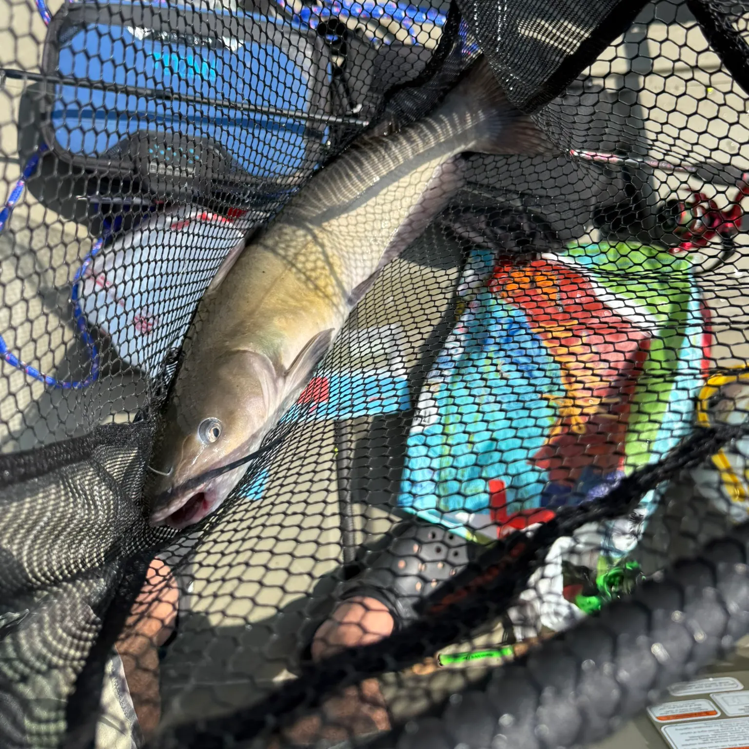 Channel catfish caught on Fishbrain