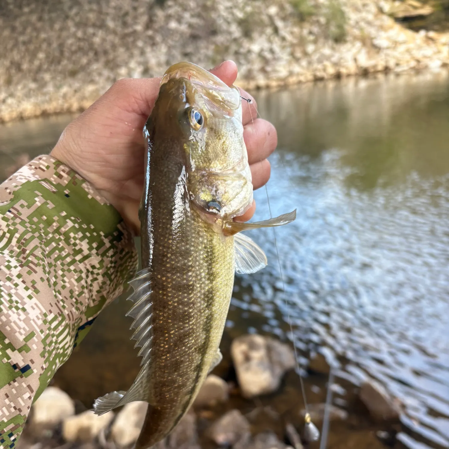 The most recent Alabama bass catches on Fishbrain