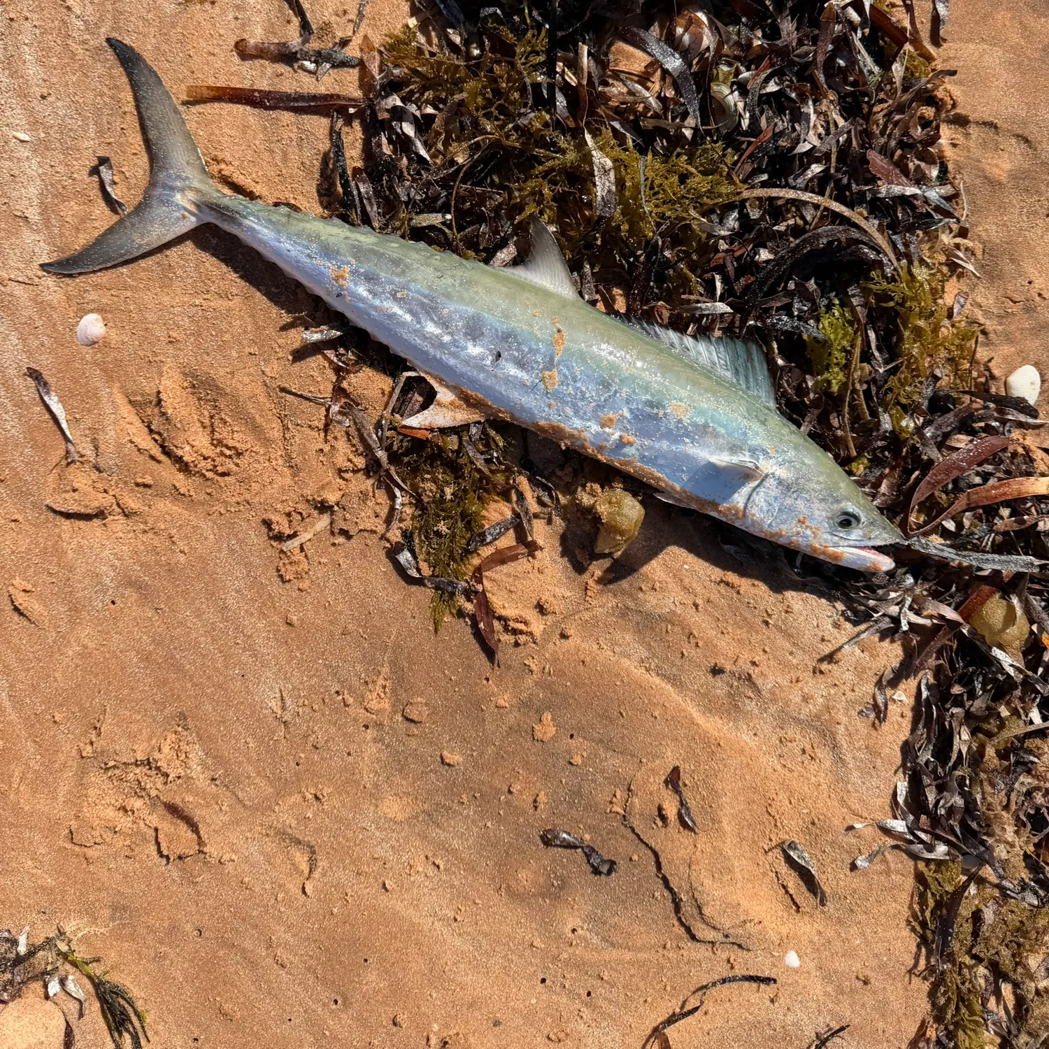 The most recent Queensland school mackerel catches on Fishbrain
