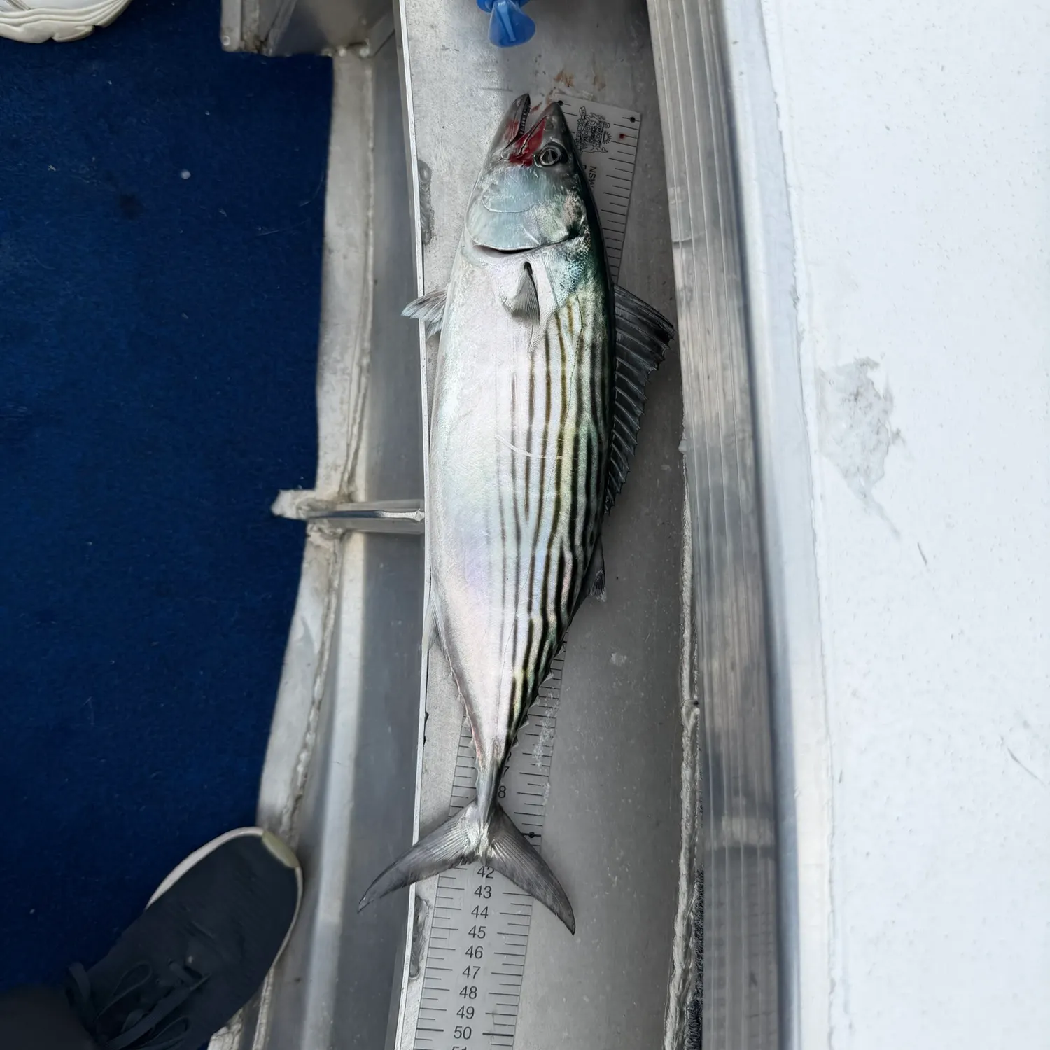 The most recent Striped bonito catches on Fishbrain