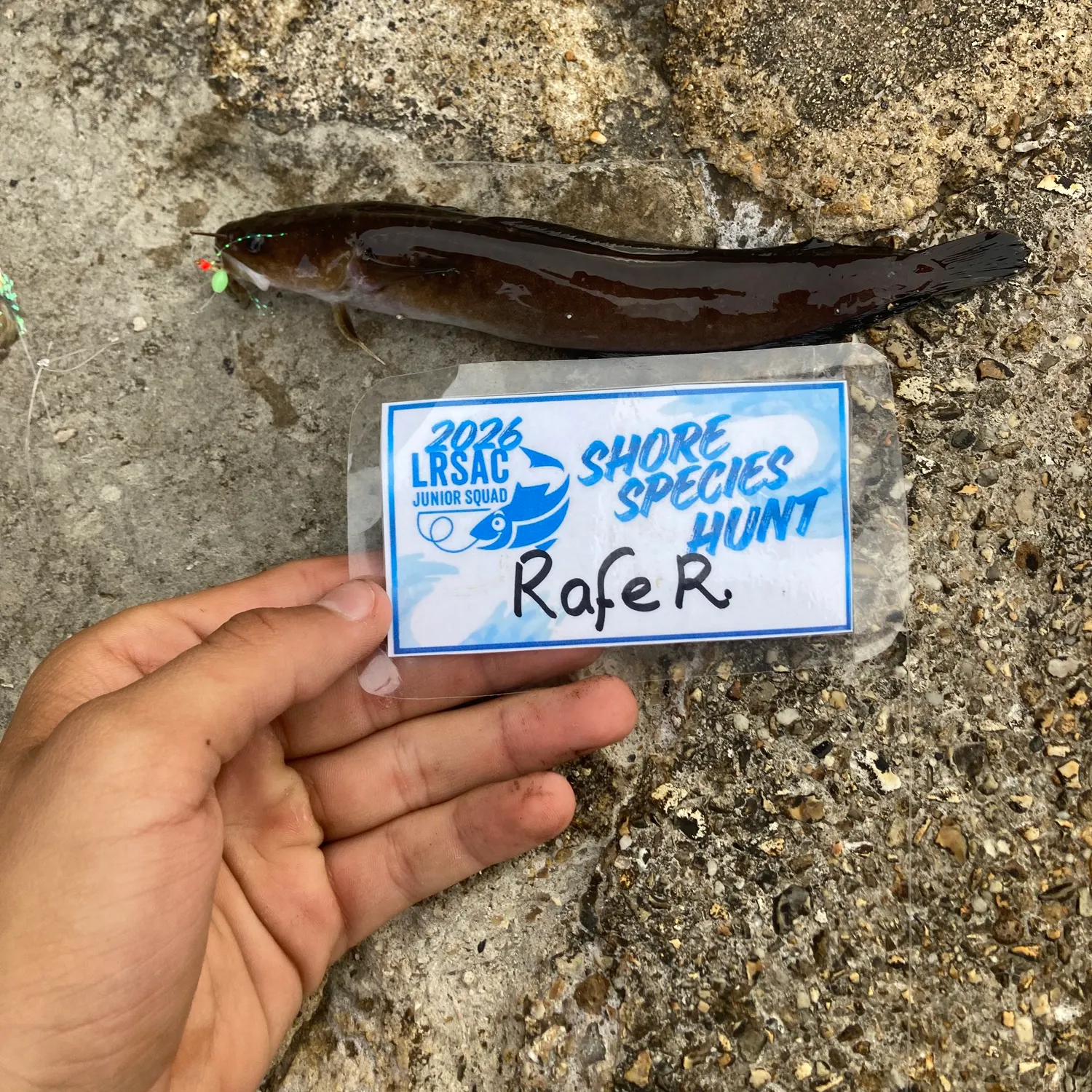 The most recent Common ling catches on Fishbrain