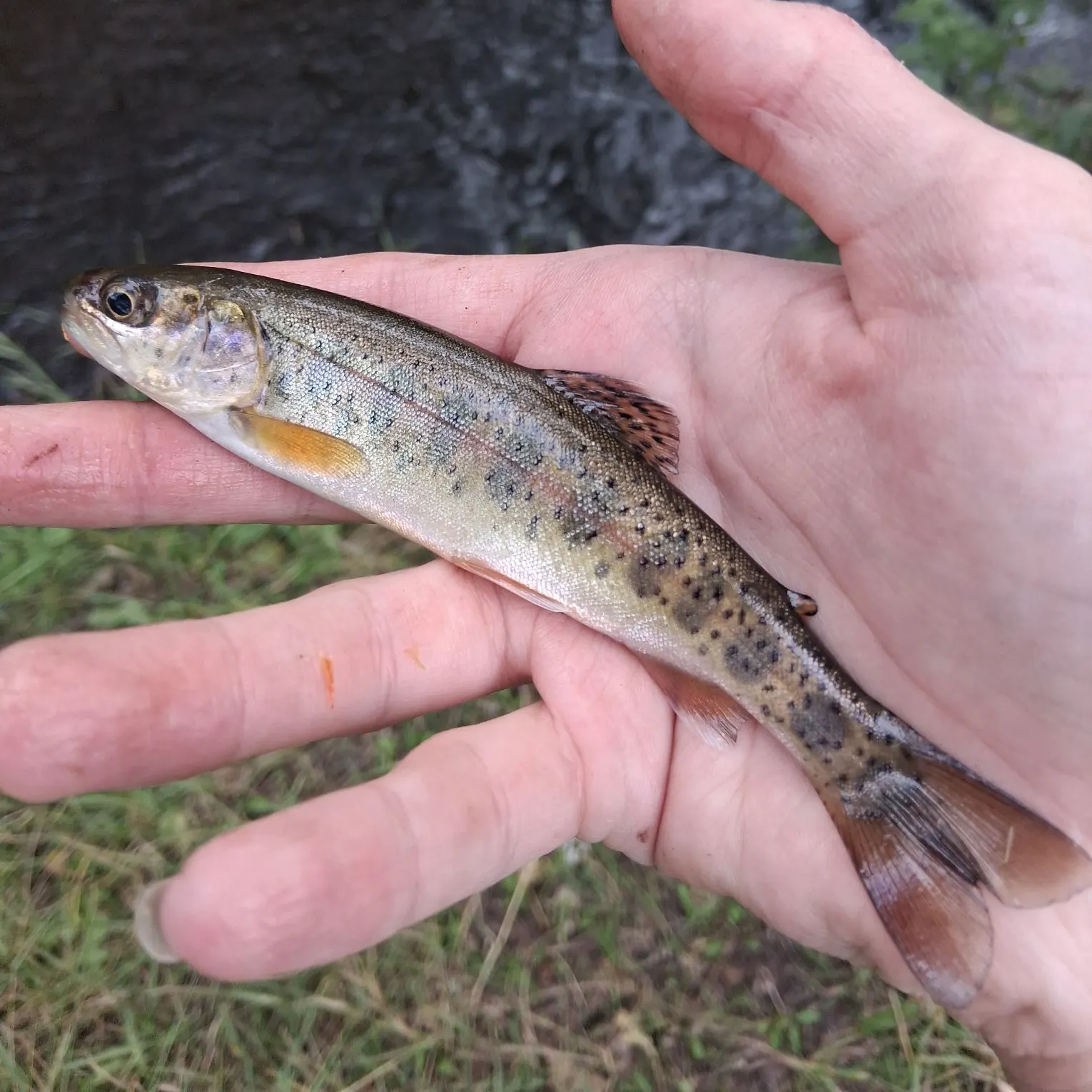 Rainbow trout caught on Fishbrain