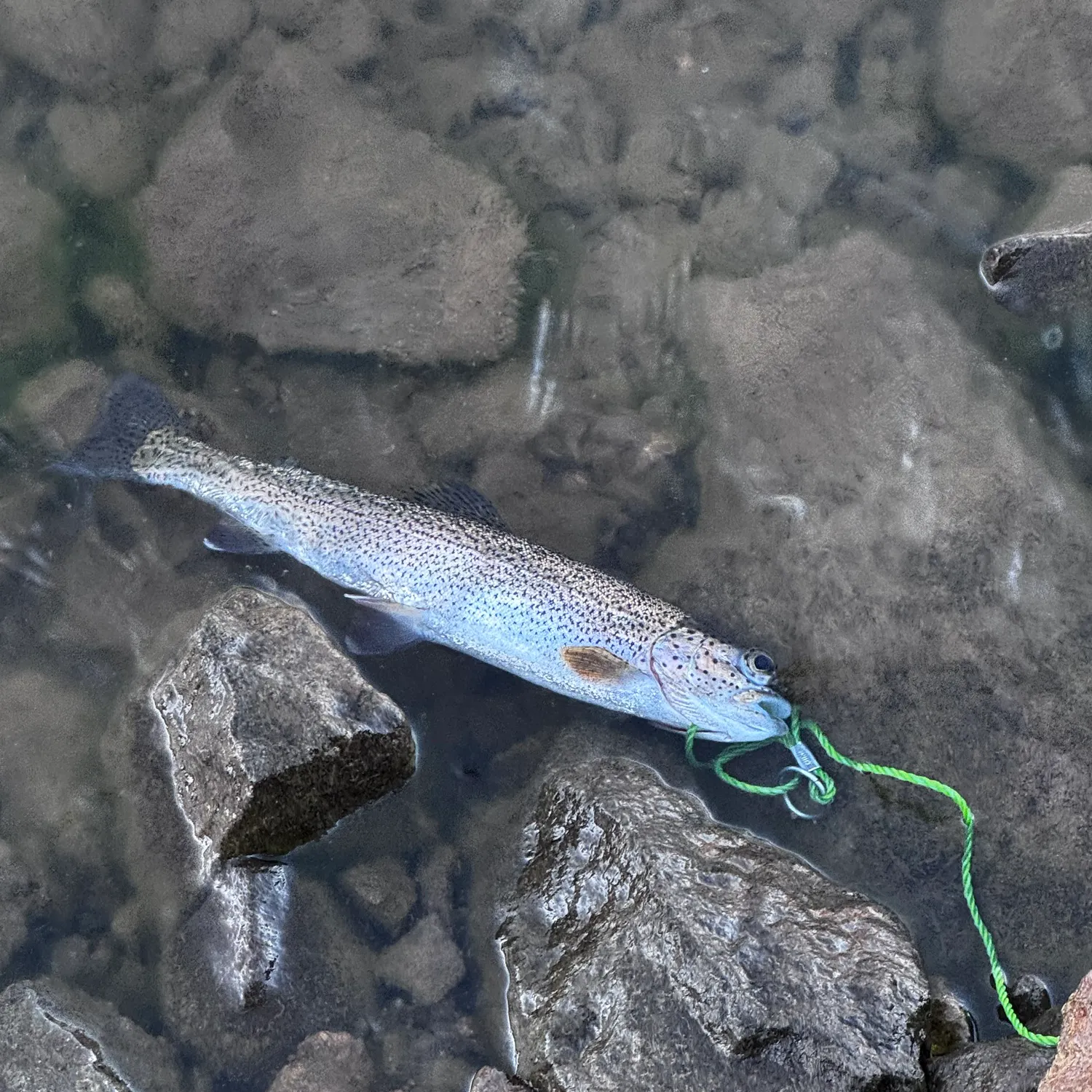 Rainbow trout caught on Fishbrain