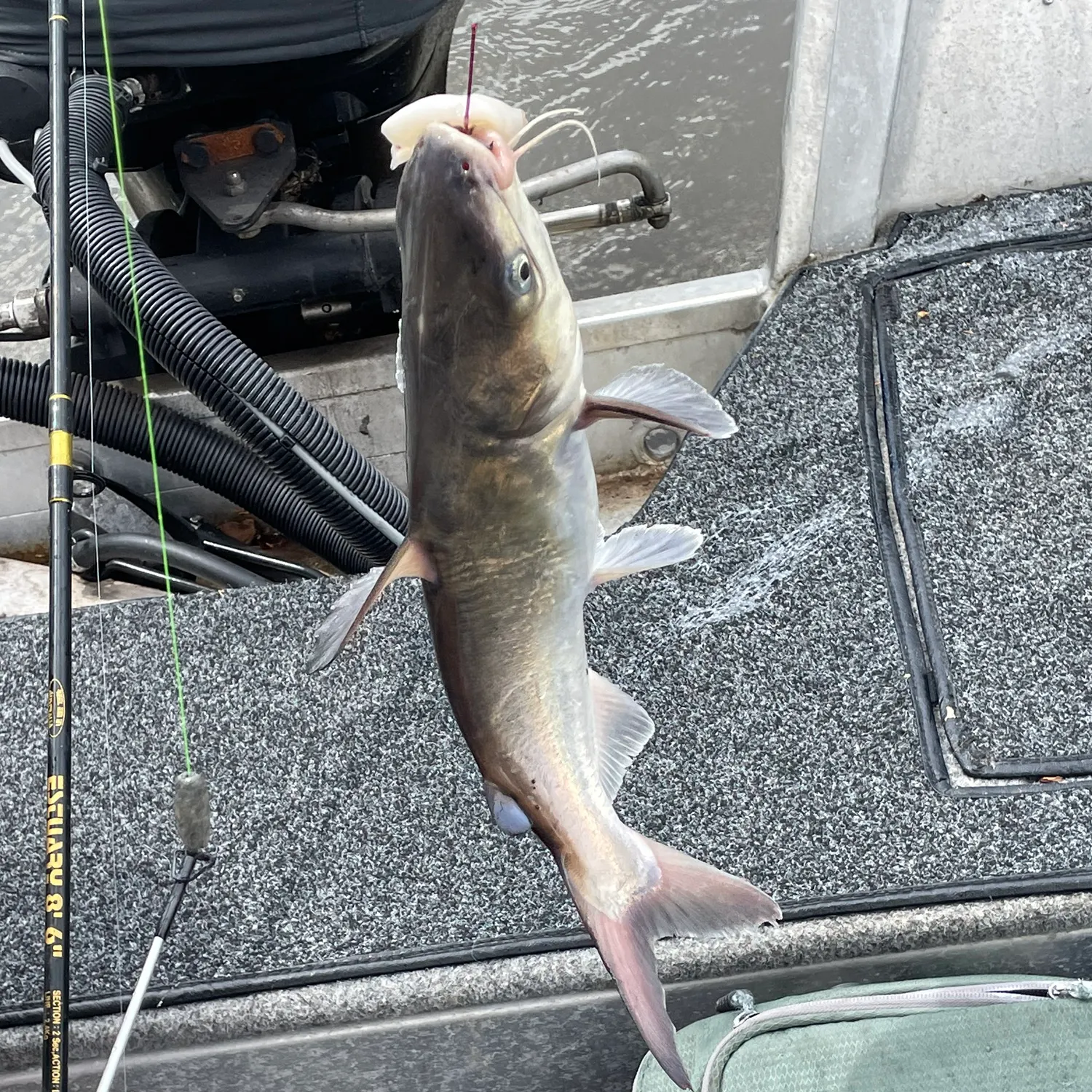 The most popular recent Giant sea catfish catch on Fishbrain