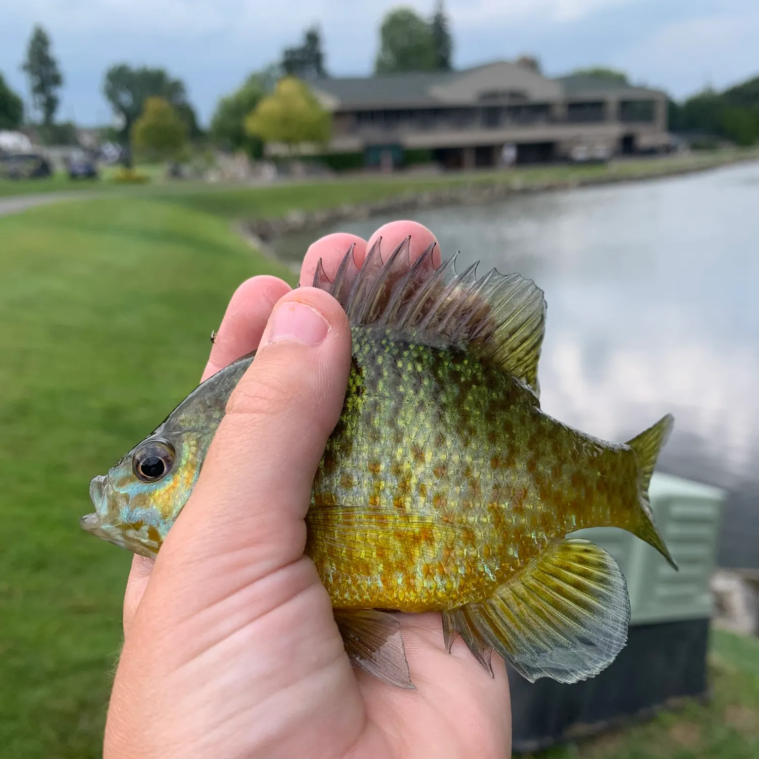 Bluegill caught on Fishbrain