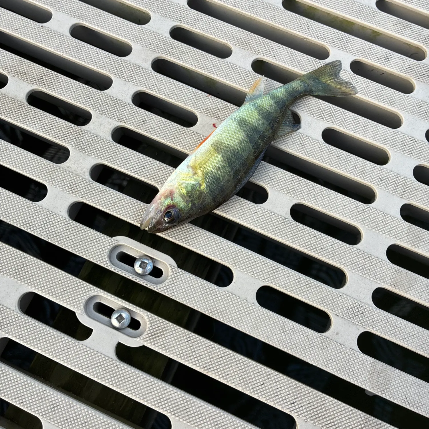 Yellow perch caught on Fishbrain