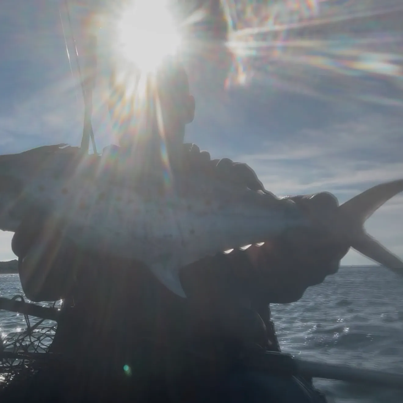 Spanish mackerel caught on Fishbrain