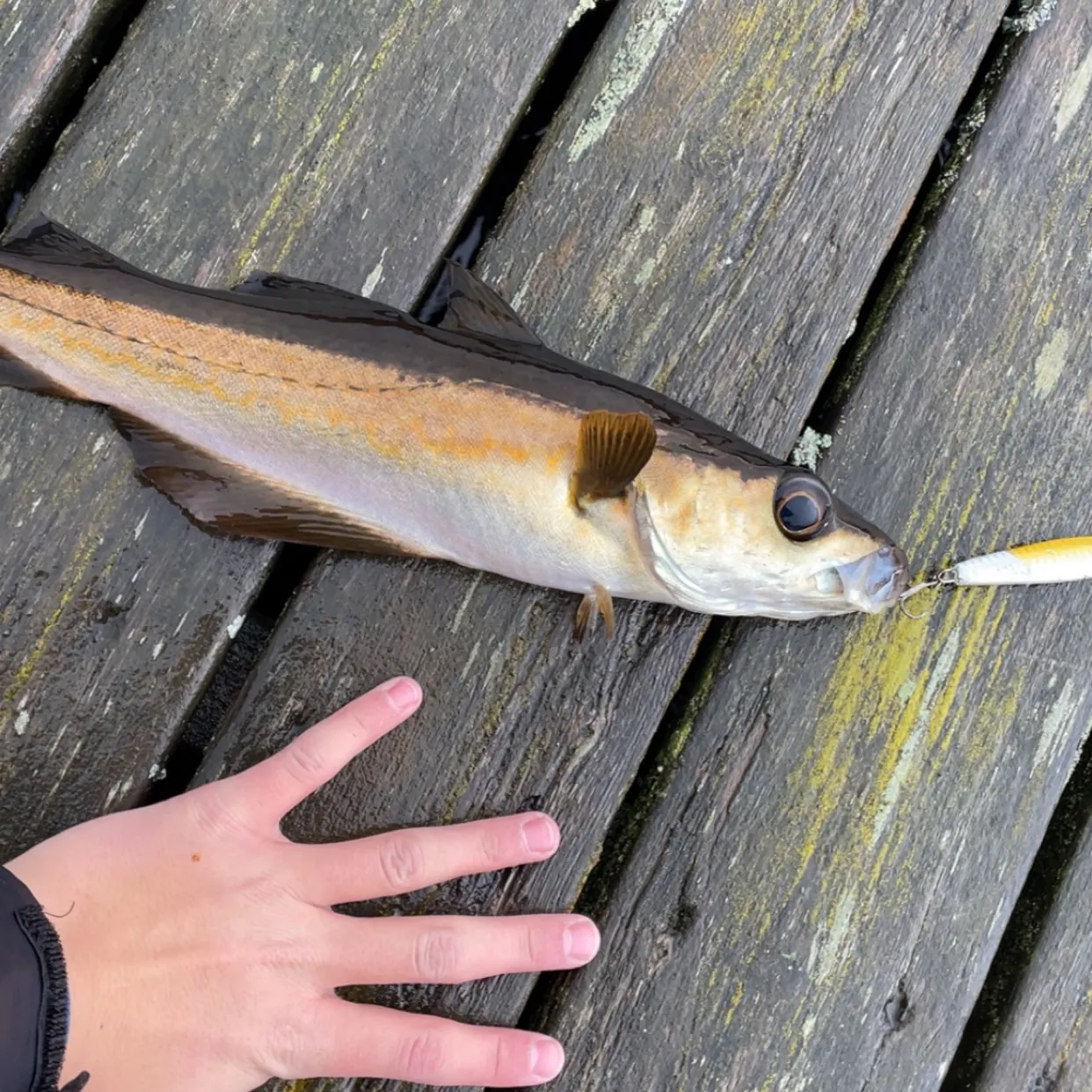 Pollack caught on Fishbrain