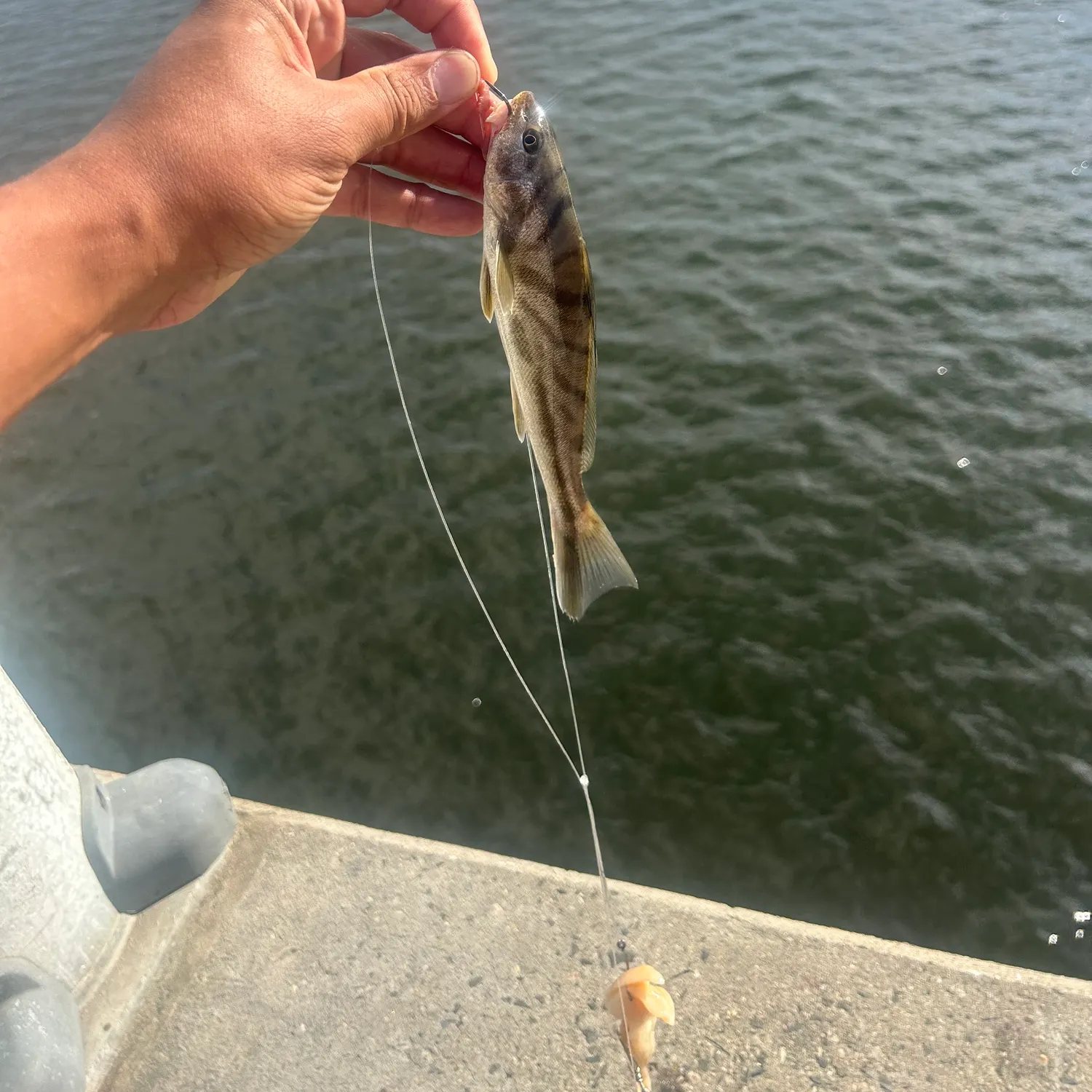 Northern kingcroaker caught on Fishbrain