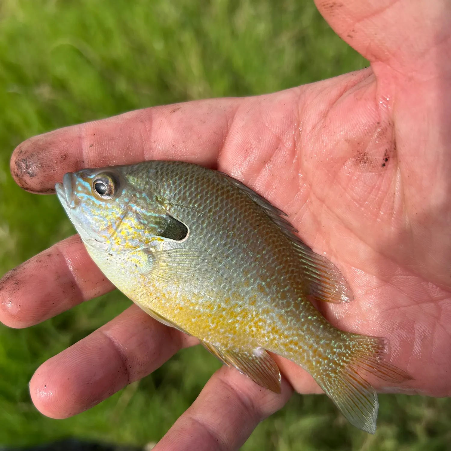 Longear sunfish caught on Fishbrain