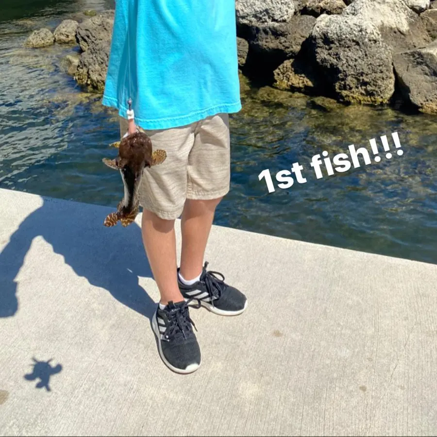 Gafftopsail sea catfish caught on Fishbrain