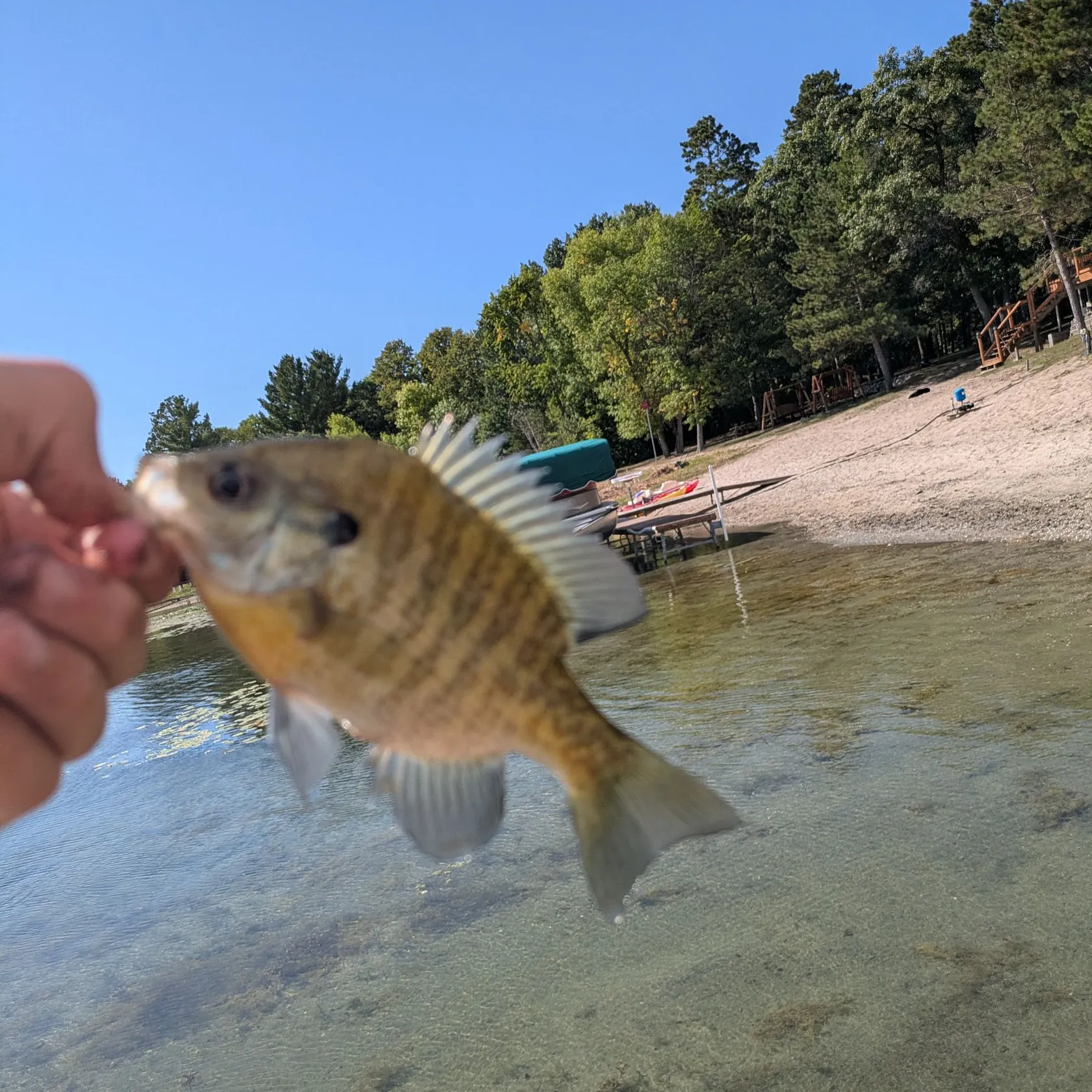 Bluegill caught on Fishbrain