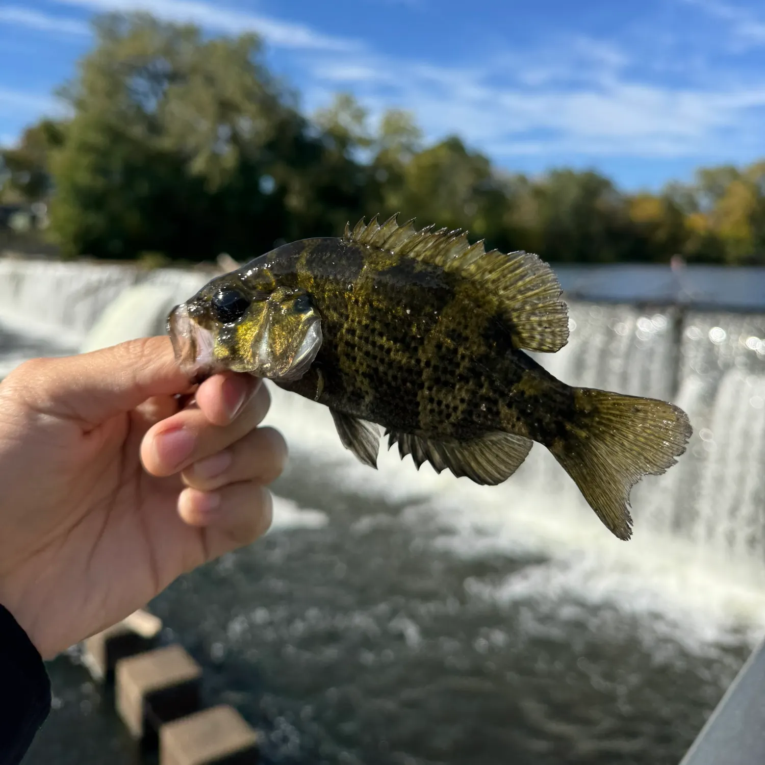 Rock bass caught on Fishbrain