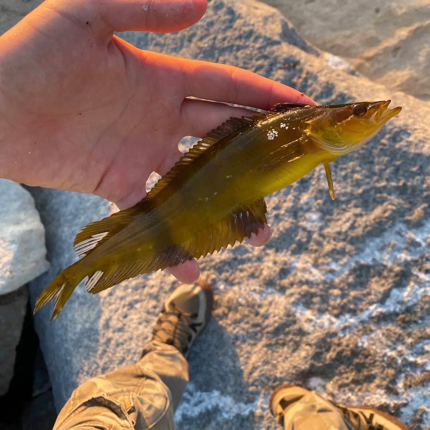 The most recent Giant kelpfish catches on Fishbrain