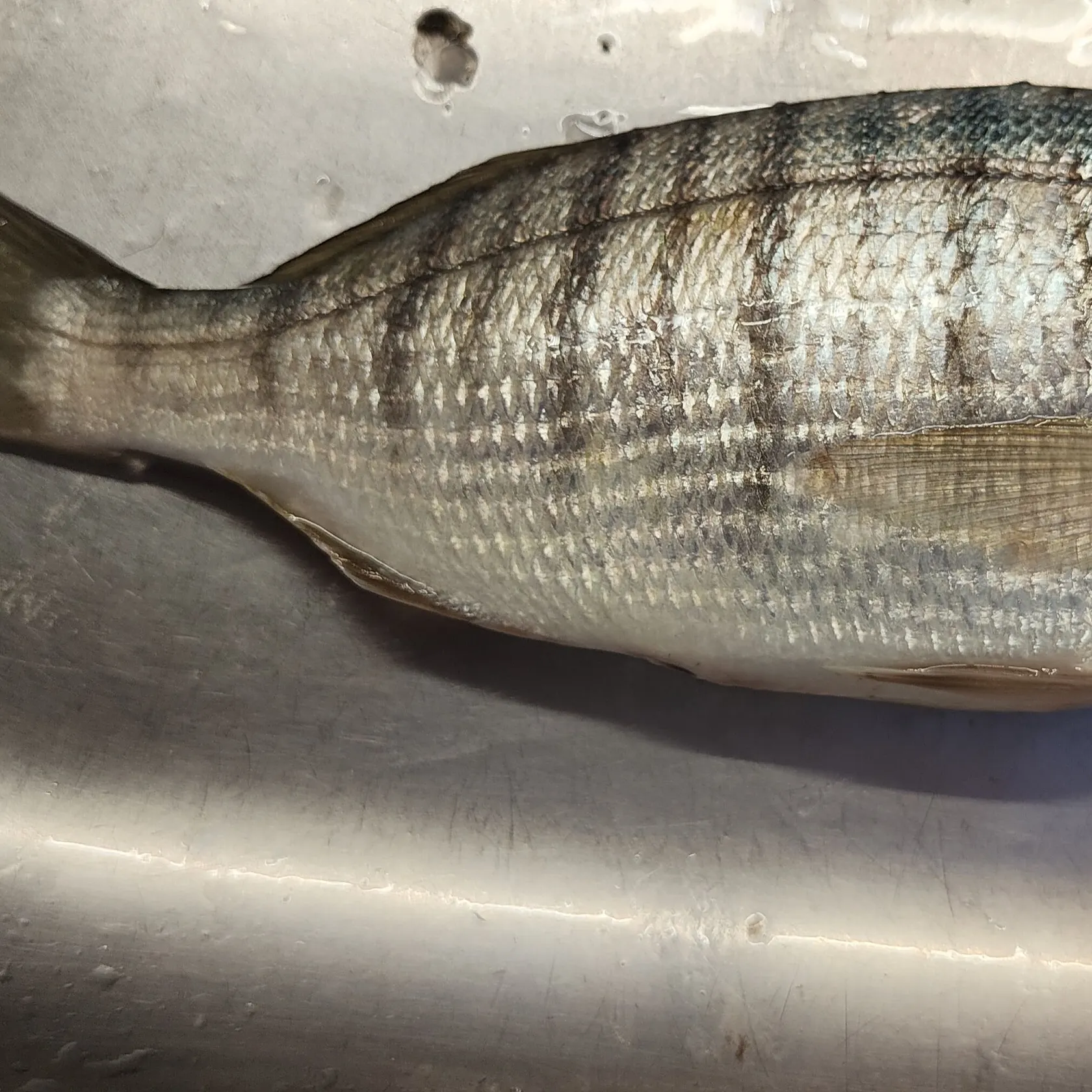 The most recent Striped seabream catches on Fishbrain