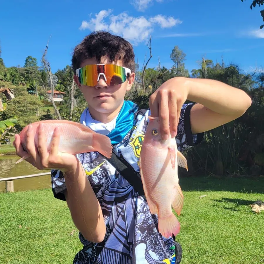 The most recent Red tilapia catches on Fishbrain