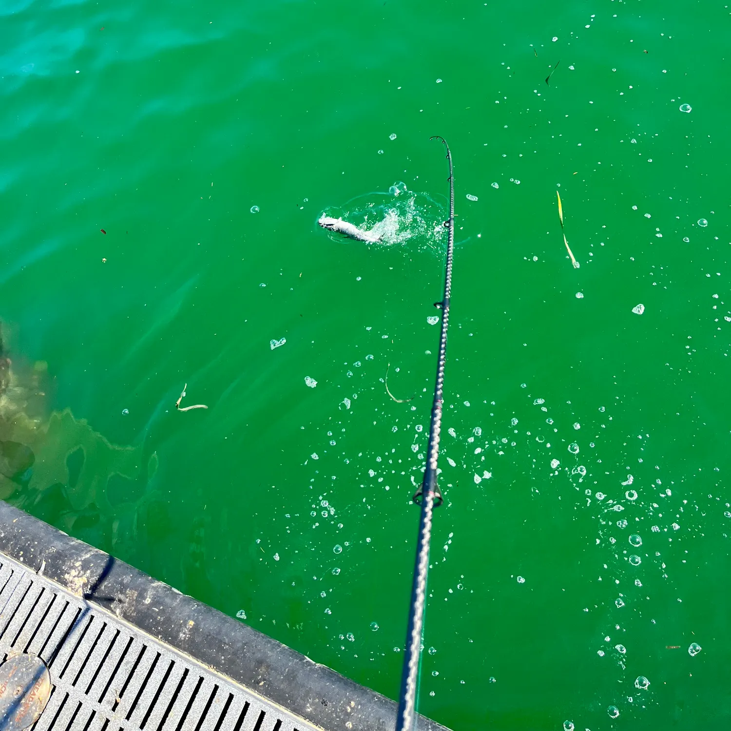 The most recent Australian bonito catches on Fishbrain
