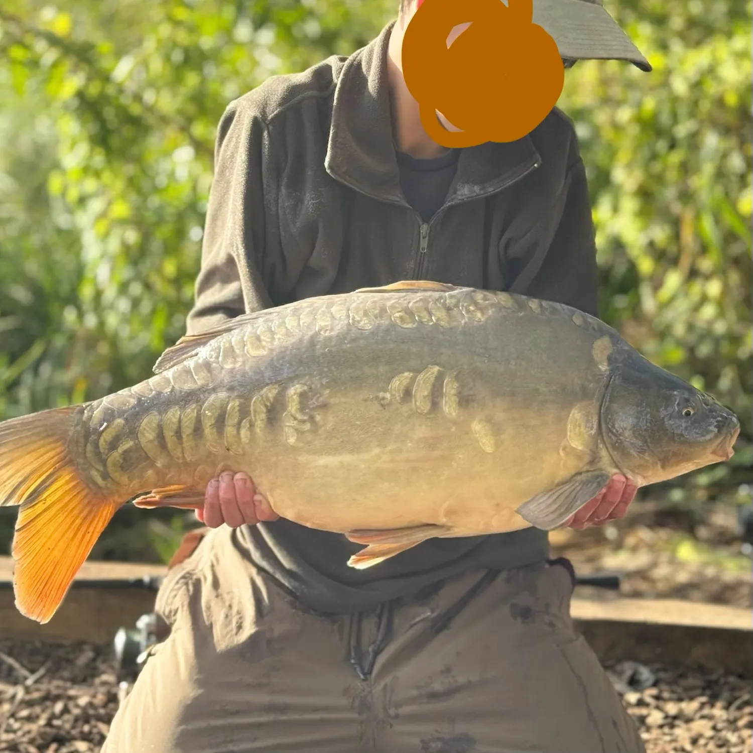 Mirror carp caught on Fishbrain