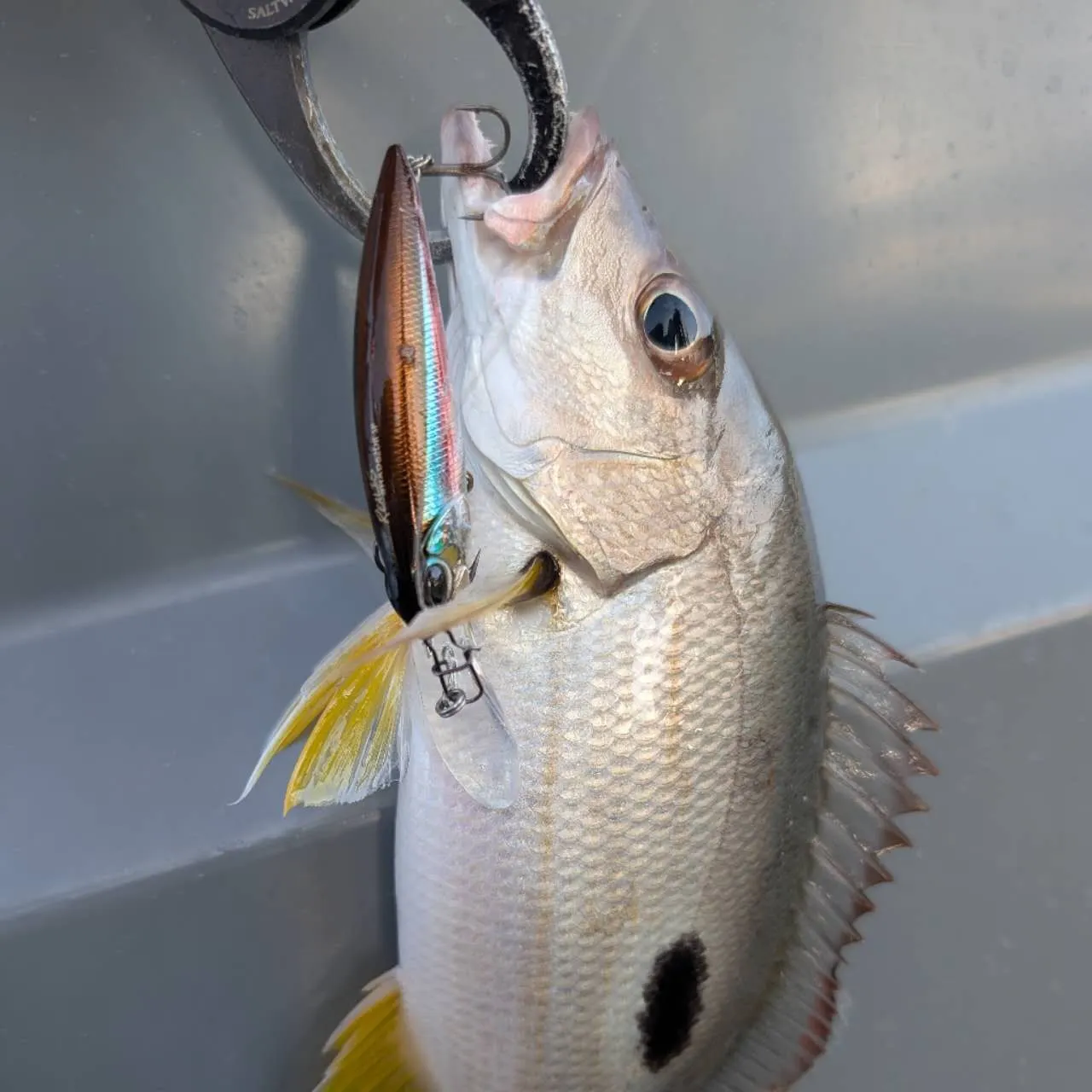 The most recent Moses perch catches on Fishbrain