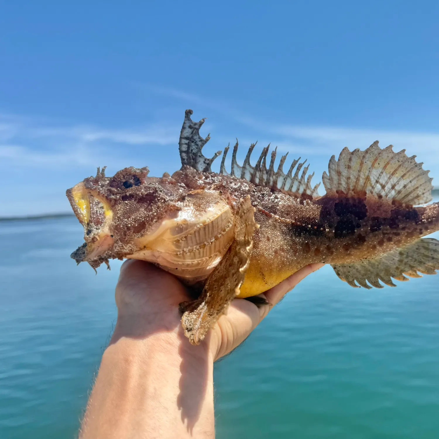 The most recent Sea raven catches on Fishbrain